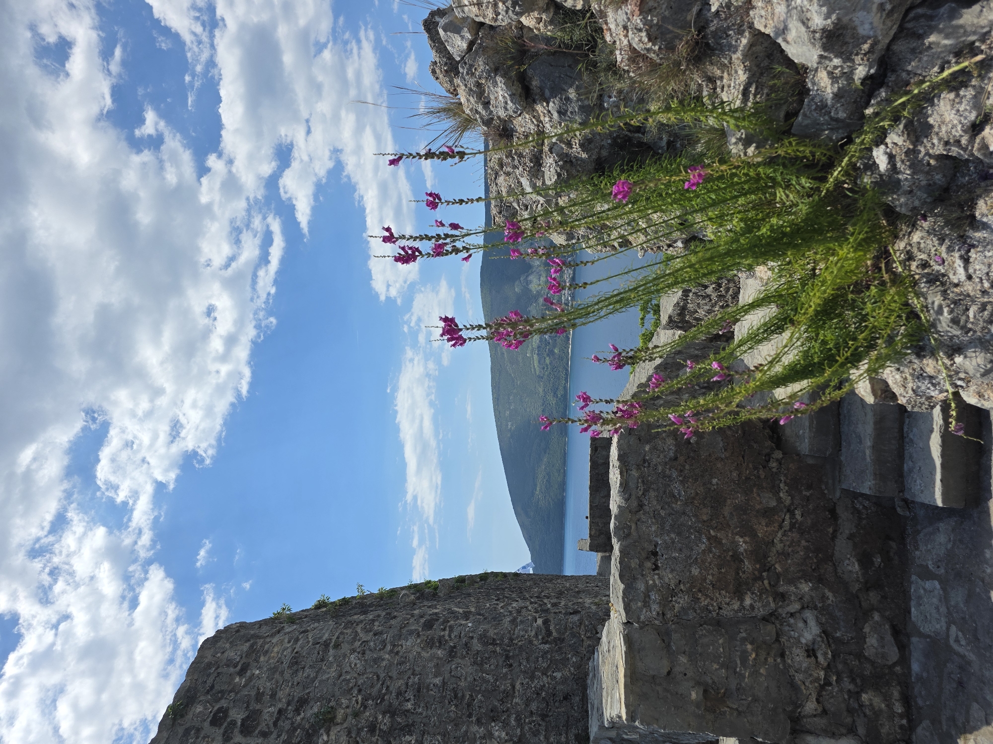 A view of the Bay of Kotor, Montenegro, as seen from the fortifications above Herceg Novi. The sky is a vivid blue, partially obscured by puffy white clouds. The composition is dominated by the grey stone walls of the fort, with clumps of flowering plants growing from the stonework. The Bay of Kotor, with its deep blue water, stretches to the distant shore where a mountain rises. In the foreground, stone steps descend.