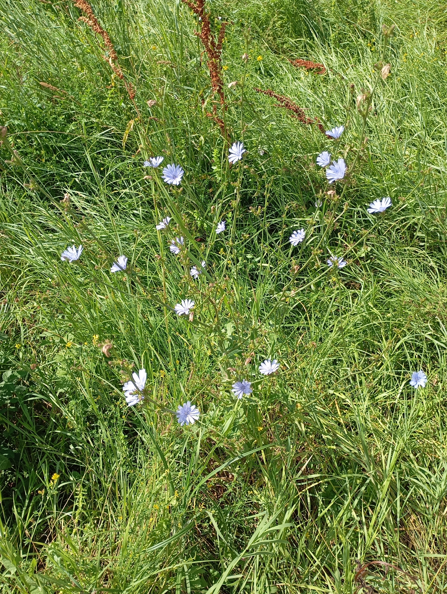 The image depicts a close-up view of a grassy field with several light blue chicory flowers scattered throughout. The grass is tall and green, with some dry, brown stalks interspersed. The sunlight appears to be strong, casting shadows and highlighting the textures of the vegetation. There are no people or animals visible in the scene. The environment suggests a natural, uncultivated area. The location is identified as Lesogorskaya, Russia, though no specific landmarks or urban features are present in the image to confirm this.