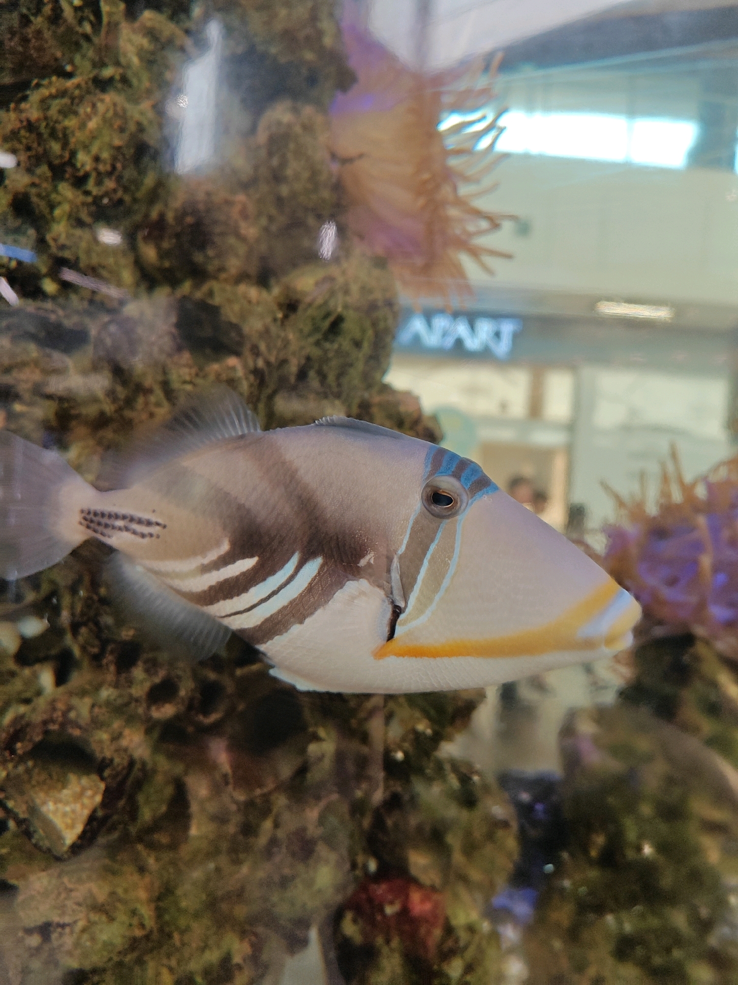 The image is a close-up, vertical, eye-level, medium shot of a Picasso triggerfish swimming in an aquarium. The fish is predominantly white with grey, black, and blue stripes. Its eye is a dark circle with a small white pupil. The fish is facing left, with its mouth slightly open, revealing a yellow-orange lower lip. In the background, out of focus, there are colorful coral reefs and anemones. Reflections on the aquarium glass show a store interior with a bright white sign that reads "APART". The lighting is bright, creating some glare and highlights on the fish and the aquarium. The overall environment appears to be a public space, possibly a shopping mall or an aquarium exhibit. There is no indication of the city of Częstochowa, Poland within the image itself.