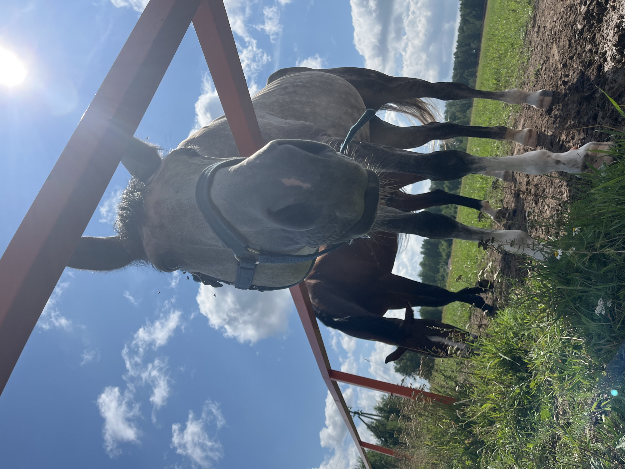 In a field near Akhlebaikha (Kovriginskii S/S), Russia, two horses stand behind a reddish-orange fence under a bright, sunny sky with scattered clouds. The horse in the foreground, a light gray dappled horse wearing a blue halter, is positioned close to the camera, its head and muzzle prominently featured. A dark green rope is attached to its halter. Behind it, a darker brown horse grazes in the tall green grass, its head lowered. The ground is a mixture of dirt and grass. The overall environment suggests a rural setting, possibly a farm or pasture, during daylight hours.