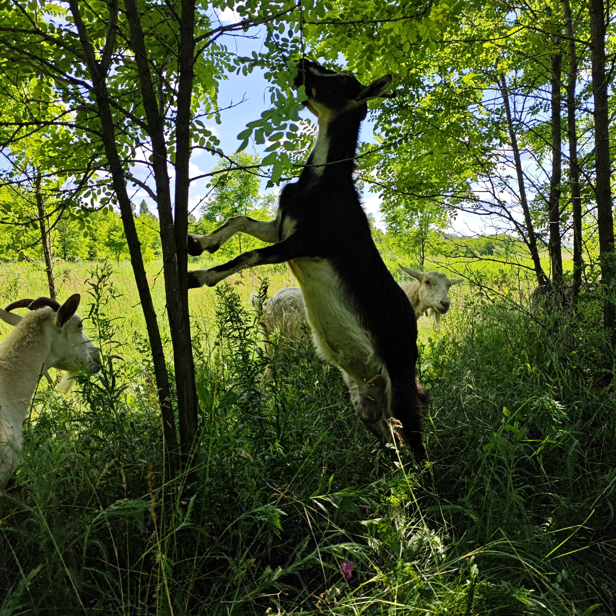 In Andriivka, Ukraine, a black and white goat is captured mid-air, reaching its head upwards to eat leaves from a tree. The goat's body is fully extended vertically, supported by its hind legs against the tree trunk and its front legs reaching for foliage. Several other goats are visible in the background, grazing in a sun-drenched, grassy field surrounded by trees. The environment appears to be a rural, natural setting with lush green vegetation under a clear blue sky with scattered clouds.