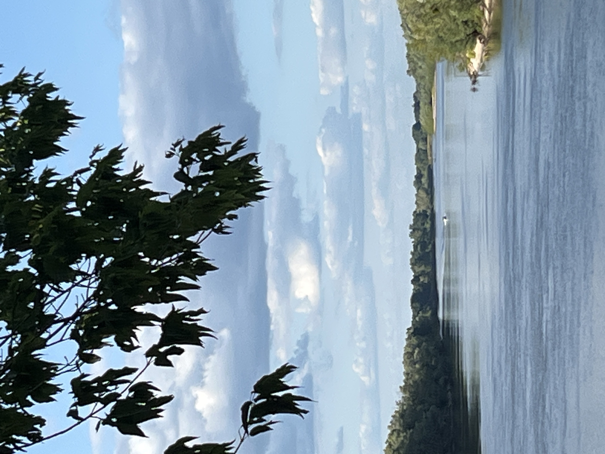This media file shows a body of water with trees and sky. The image is oriented vertically. In the foreground, on the left side, are dark green tree branches with leaves, some of which appear to be blowing in the wind. The sky behind the trees is blue with scattered clouds that are light gray and white. On the right side of the image is the body of water, reflecting the sky and appearing slightly rippled. Along the far bank of the water is a dense line of green trees, and further back, a lighter colored area that could be a sandy bank or a path. In the distance, on the water, a small white object can be seen, potentially a boat or a bird. The overall impression is of a natural outdoor scene, likely a lake or a river, on a partly cloudy day. The lighting suggests it might be late afternoon or early morning due to the soft light and shadows. No people or text are visible.