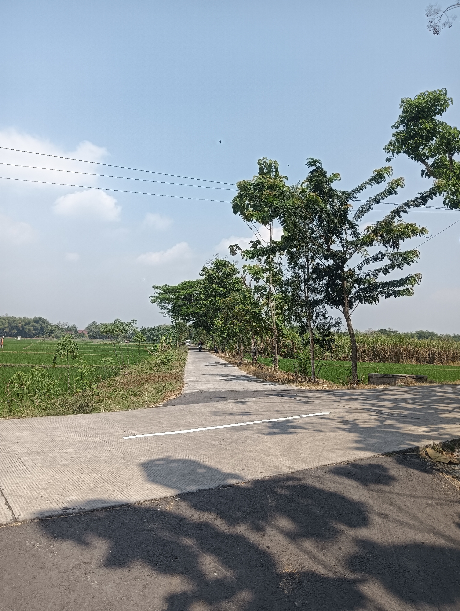 The image depicts a rural scene in the city of Gesi, Indonesia, on a clear, sunny day. A paved road runs diagonally from the lower left to the upper right of the frame, bordered by lush green rice fields on the left and a line of trees and sugar cane fields on the right. The road has a single white line marking the center. Shadows of trees are cast across the road and the foreground. A motorcycle can be seen in the distance on the road, heading away from the viewer. Power lines stretch across the sky. The overall environment suggests a tranquil, agricultural landscape.
