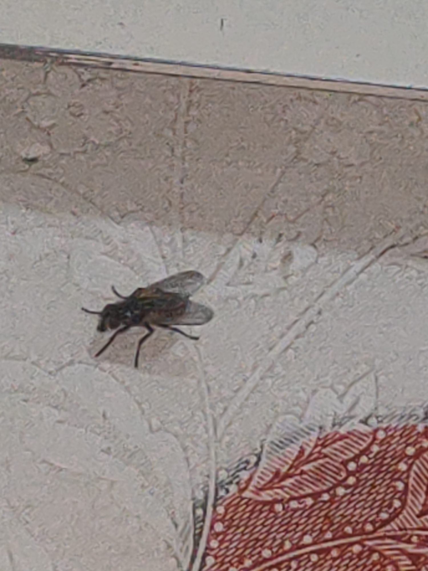 A dark-colored fly is perched on a textured, light-colored surface. The fly is facing left, with its wings slightly open and its legs visible. The surface appears to be part of a wall or a piece of furniture, with a faded, abstract pattern. In the lower right corner of the image, a portion of a red patterned fabric is visible. The overall image quality is low, with a grainy texture. The location of Ternovka, Moldova is not discernible from the image content.