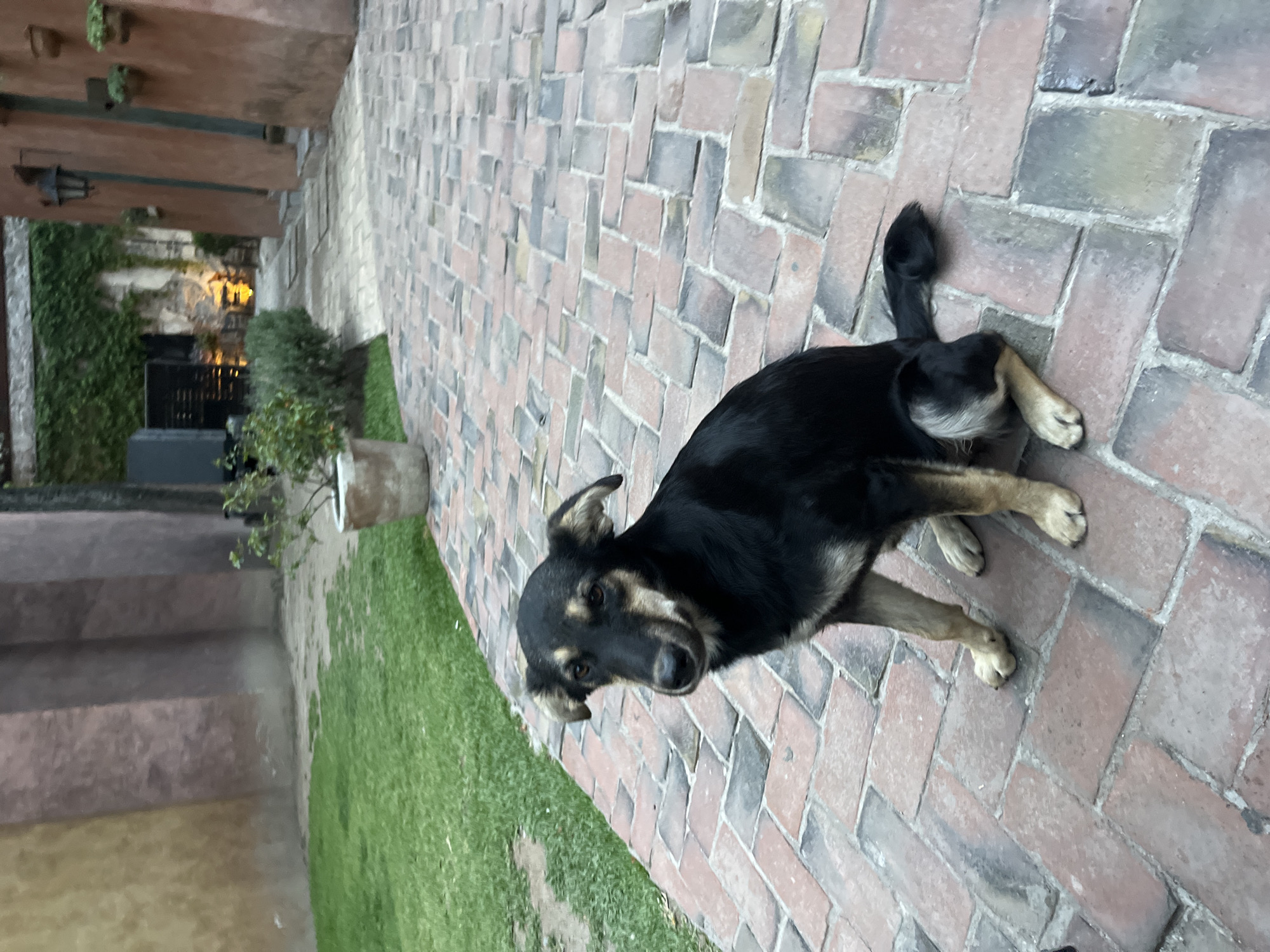 The image shows a black and tan dog lying on a brick patio. The patio is adjacent to a patch of grass and a building with steps. The building appears to have stone or stucco walls and a partially visible pergola. The location is Domingo Arenas, Mexico, based on contextual information. There are no other people visible in the image. The dog is the primary subject and is resting on the patio.