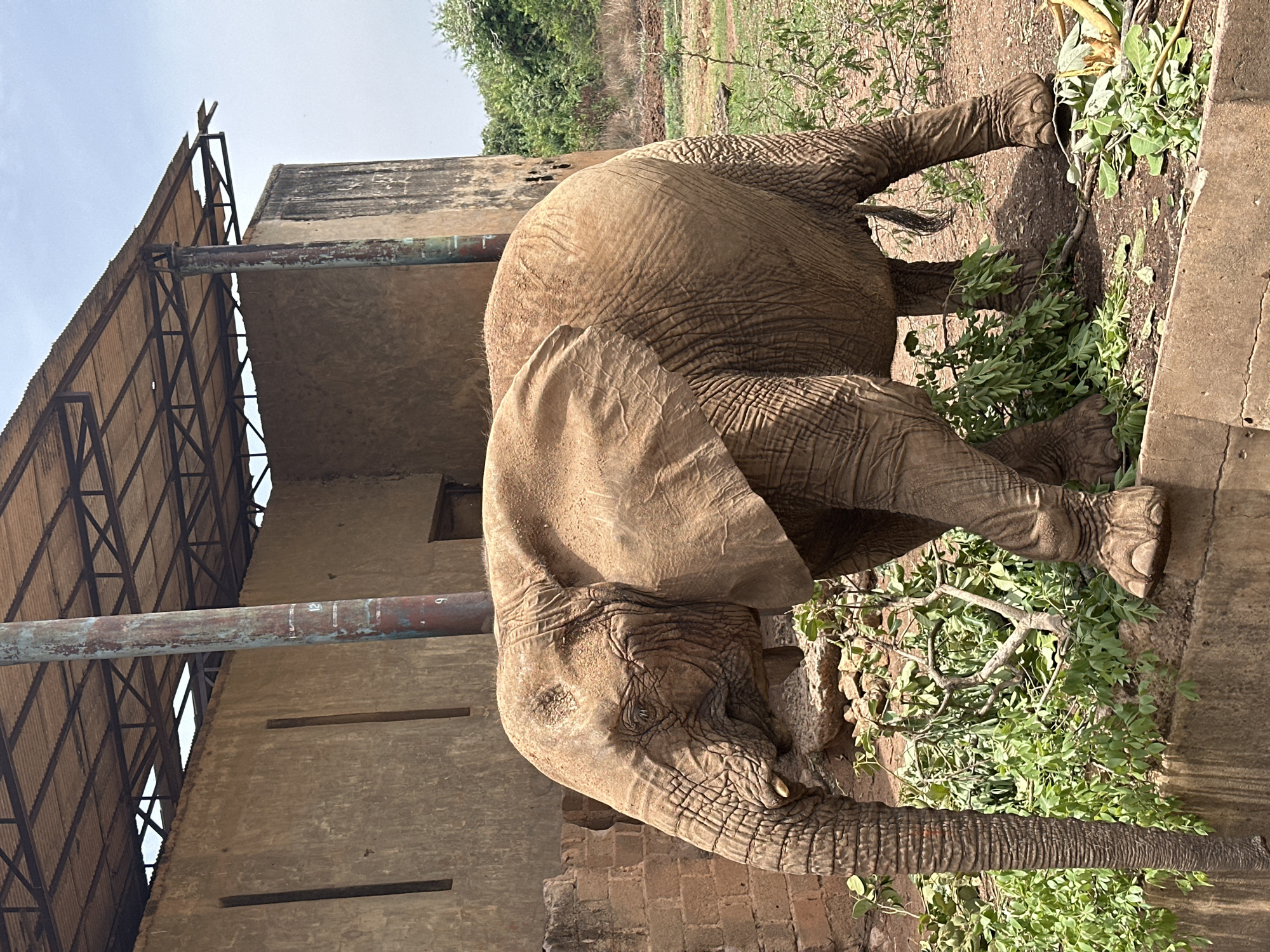 An adult African elephant is the primary subject of this image, captured in an enclosure or sanctuary in Jos, Nigeria. The elephant, distinguished by its large size and wrinkled, brownish-gray skin, is shown in profile, actively feeding on green leafy branches spread across the reddish-brown dirt ground. Its trunk is engaged with the foliage, and small tusks are visible near its mouth.
The setting includes man-made structures. To the left of the elephant stands a sturdy, light-brown building or wall, possibly made of concrete or bricks, featuring horizontal slot-like openings. Above and to the left of this wall is a large, open-sided structure with a corrugated metal roof supported by dark metal beams, suggesting a shelter or part of a larger facility. A thick, rusty metal pipe runs horizontally across the upper middle of the frame, passing near the building. Faint white numbers, "12" and "9", are visible on the pipe's surface.
The ground around the elephant is dusty with some scattered dry vegetation, along with the fresh green branches it is consuming. In the distant background, beyond the immediate enclosure, patches of green trees and more reddish-brown earth are visible under a clear, bright sky, indicating sunny weather, likely during the day. The elephant appears calm and focused on its meal, suggesting a peaceful moment in its managed environment.
