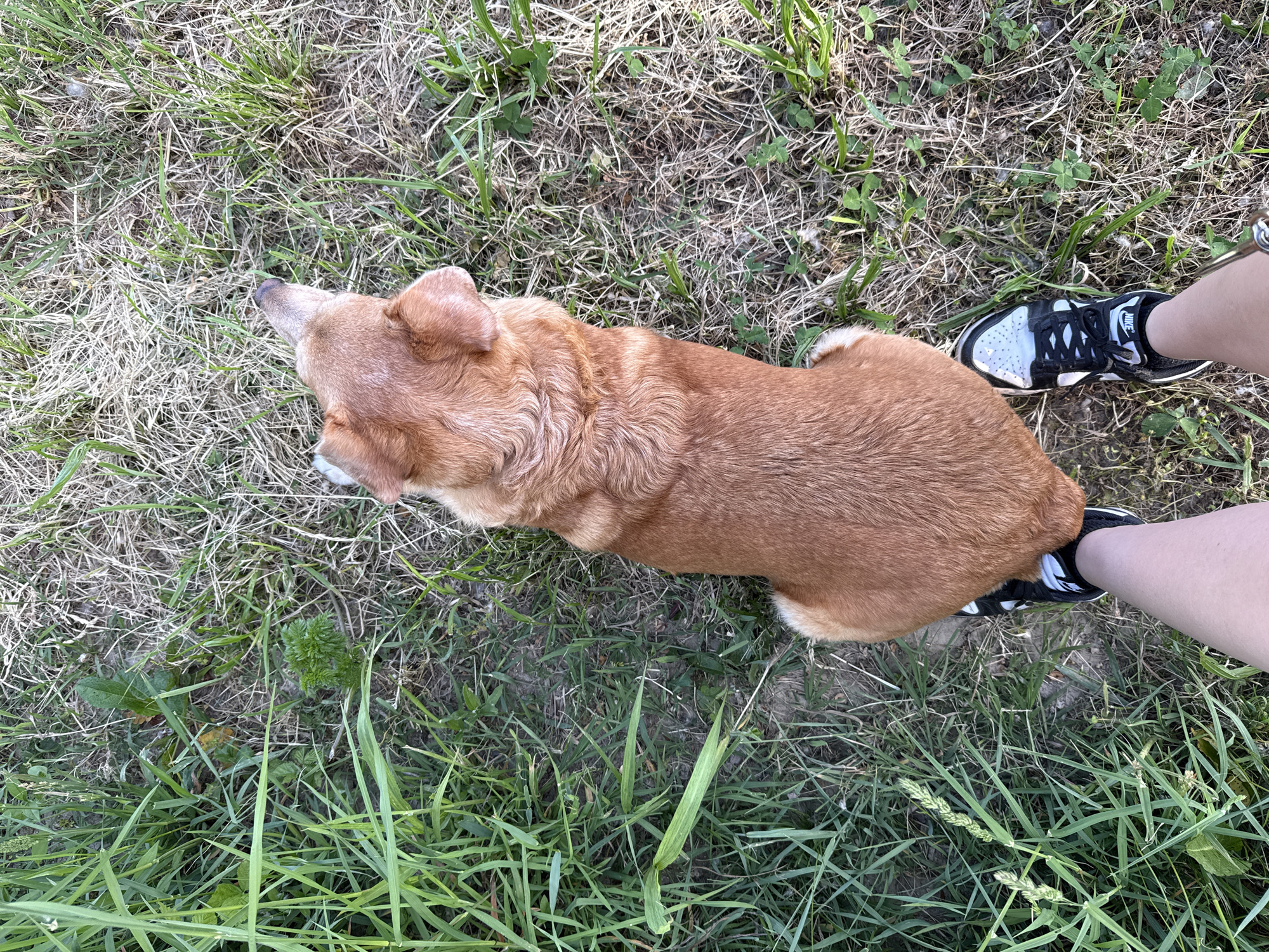An overhead shot shows a brown dog lying on grass beside a person's legs and feet. The person is wearing black and white sneakers. The grass is a mix of green and brown. The location is City of Zagreb, Croatia.