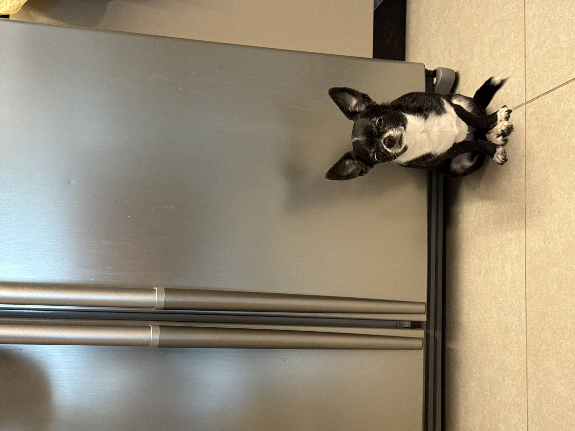 A black and white Chihuahua dog sits on a light beige tile floor next to a stainless steel refrigerator. The refrigerator has two horizontal bar handles. The dog is near the top right corner of the image.
The location is not discernible from the image.