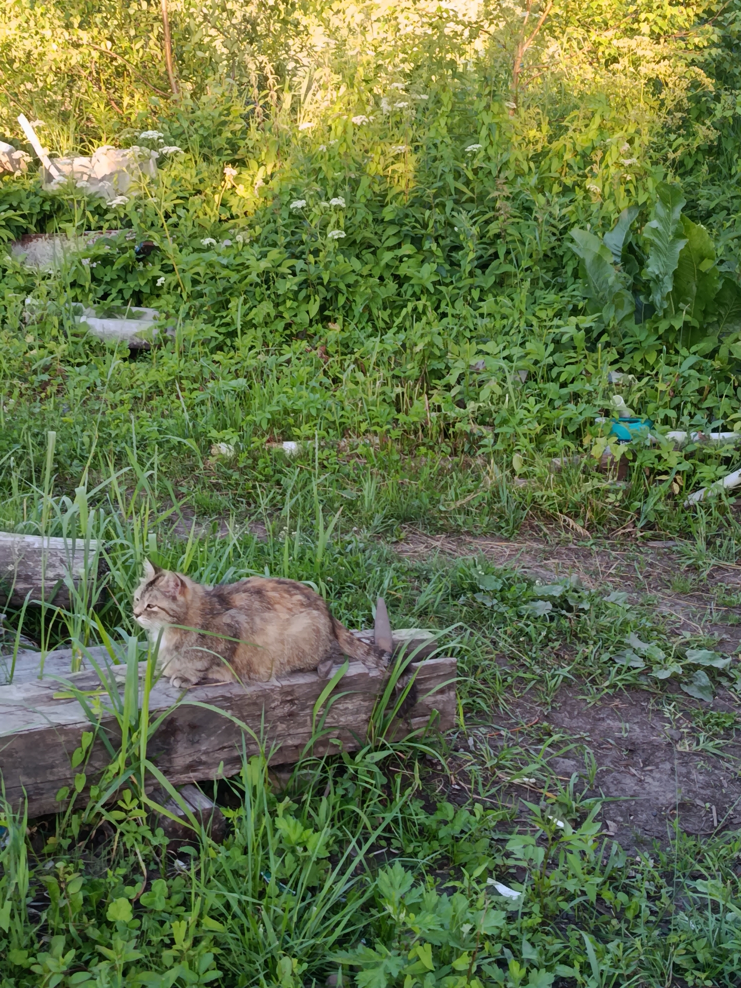 A domestic cat with light brown and grey tabby markings sits on a wooden beam, nestled among tall green grasses and lush vegetation. The cat is alert, looking to its left with a calm demeanor. Behind the cat, the scene is dominated by dense green foliage, with hints of white flowers scattered throughout. Sunlight filters through the leaves, suggesting it is daytime, possibly late afternoon or early evening due to the warm glow. The setting appears to be an overgrown garden or yard in a rural or semi-rural area. The presence of the wooden beam and the abundance of wild plants suggest a natural, unmanicured environment. The overall impression is one of peaceful solitude in a natural setting. There is no visible text in the image.