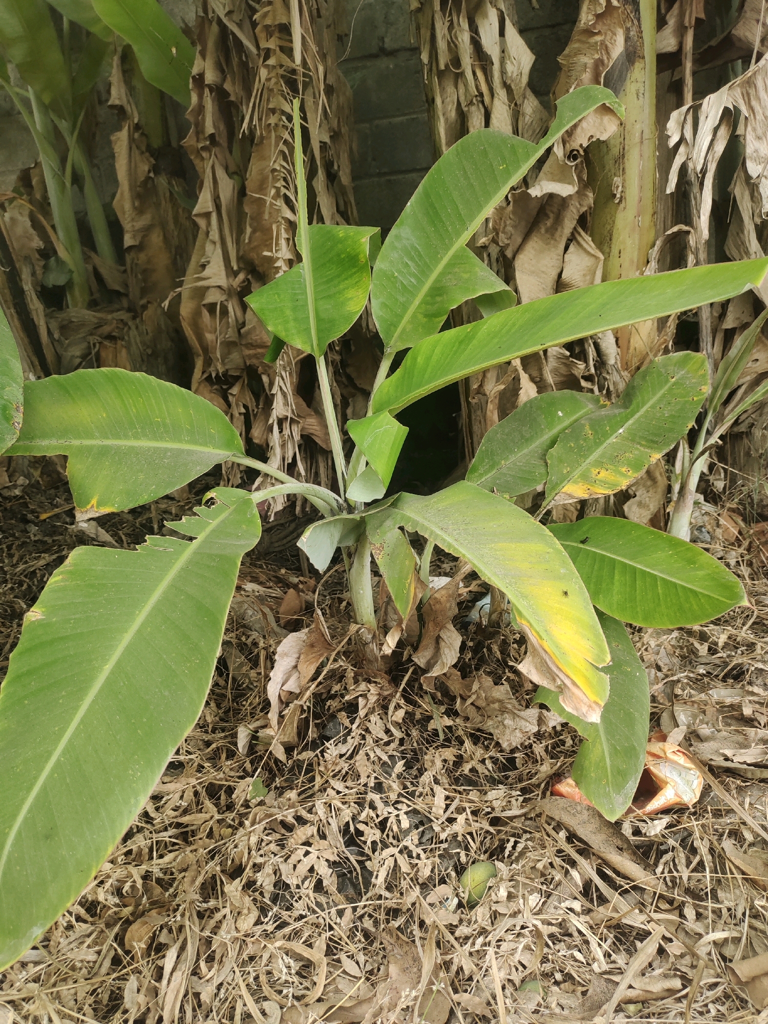 The image displays a close-up view of a young banana plant with large green leaves, some exhibiting yellowing. The plant is situated amongst dry, fallen leaves and debris on the ground. In the background, the thick, fibrous stalks of mature banana plants are visible, along with a portion of a brick wall. The scene appears to be an outdoor environment, potentially a garden or a natural setting in Rejowinangun, Indonesia, given the presence of banana plants, which are common in tropical regions. There are no people or discernible human activities depicted in the image. The lighting suggests it was taken during the daytime.