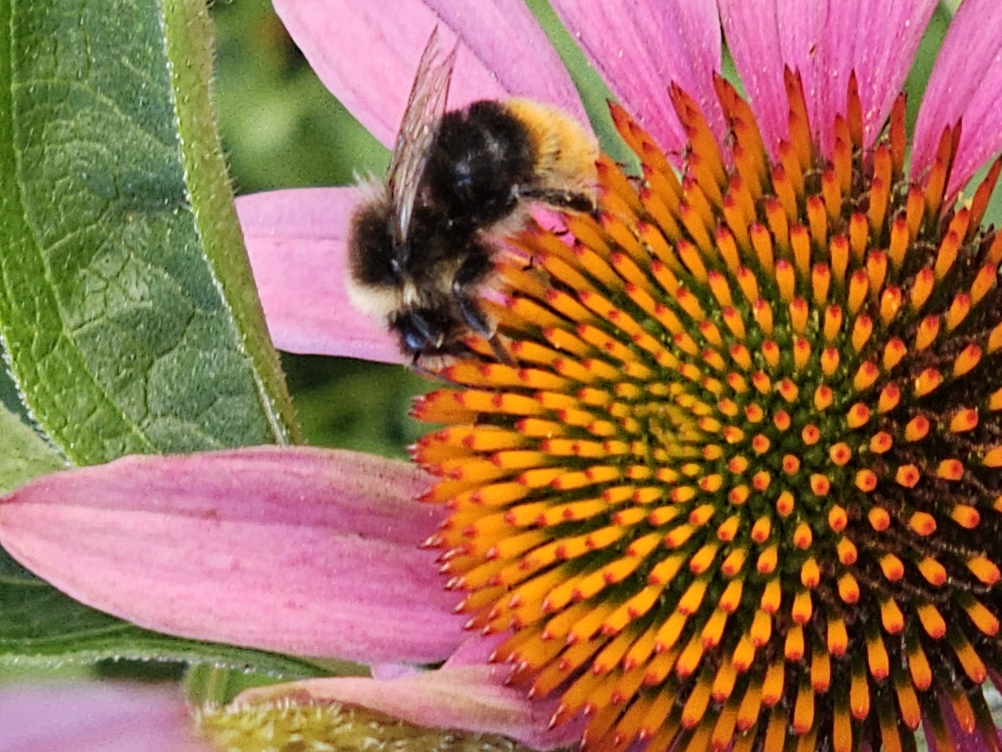 A close-up shot captures a bumblebee on a pink coneflower, its fuzzy body a mix of black and yellow. The bee is positioned on the flower's central cone, which is covered in numerous small, orange and green seed structures. The pink petals of the coneflower extend outwards, slightly blurred in the background. A green leaf is visible in the upper right corner of the image, also out of focus. The lighting is natural, suggesting an outdoor setting. There is no discernible Moscow, Russia context within the image.