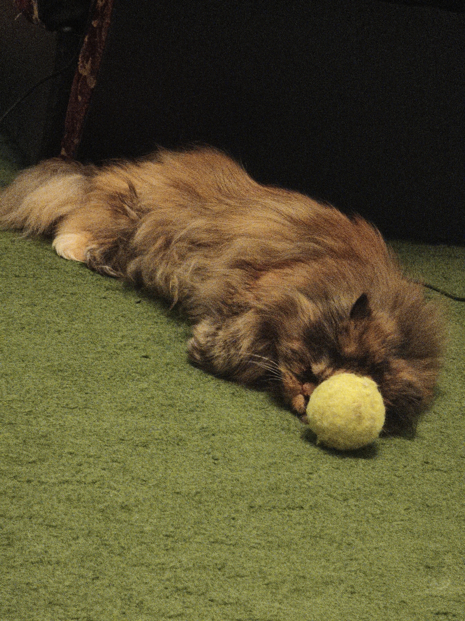 A long-haired, ginger-colored cat is lying on its side on a green carpeted floor. The cat is facing to the left, with its eyes closed and its head resting on a yellow tennis ball. The cat's fur is long and shaggy, and its tail is curled around its body. The background is dark and out of focus, but appears to be a wall or furniture. The scene is dimly lit, and the image has a grainy texture.