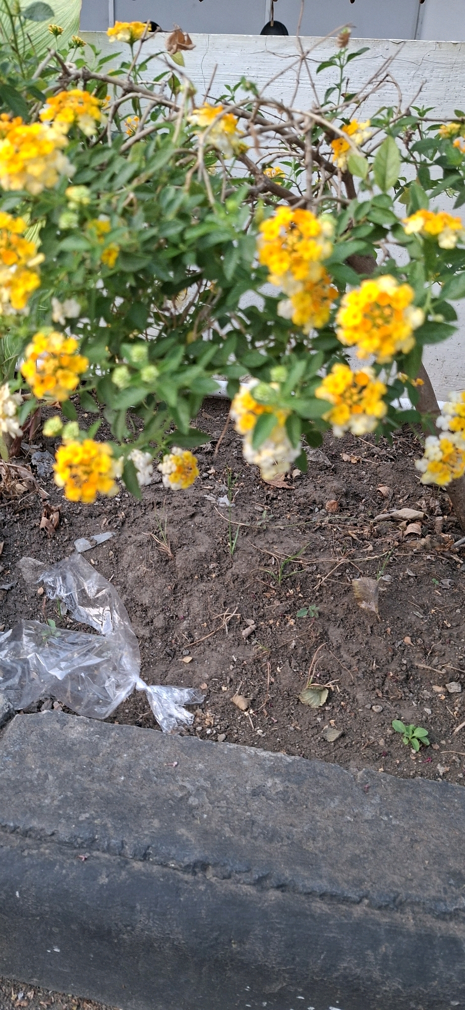 The image shows a close-up of a plant with clusters of yellow and white flowers, typical of Lantana camara, commonly found in many regions including Surabaya, Indonesia. The plant is set against a blurred background of a white wall and some dry branches. The ground beneath the plant is covered in dark soil, with scattered dry leaves and a crumpled clear plastic bag. A concrete curb is visible in the foreground. The lighting suggests it is daytime. There are no people or animals visible in the frame. The overall scene appears to be an outdoor setting, possibly a garden or a planter in an urban environment like Surabaya.