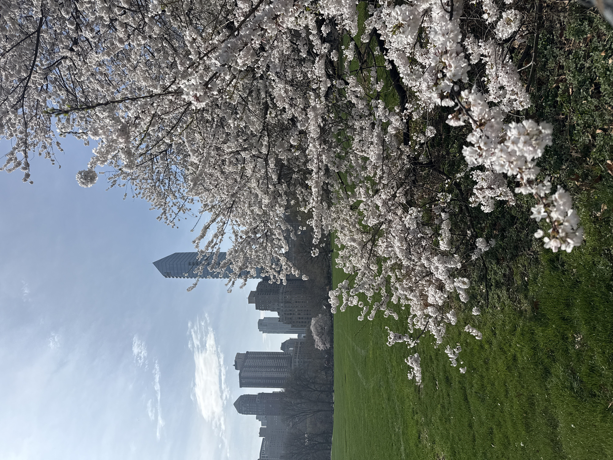 The image captures a scene in Central Park, New York City, United States of America. The foreground features a lush green lawn, bordered by flowering trees with white blossoms. The backdrop reveals the city skyline, with buildings of varying heights, including a modern skyscraper. The sky is light blue with wisps of white clouds. The image appears to have been rotated slightly clockwise.
