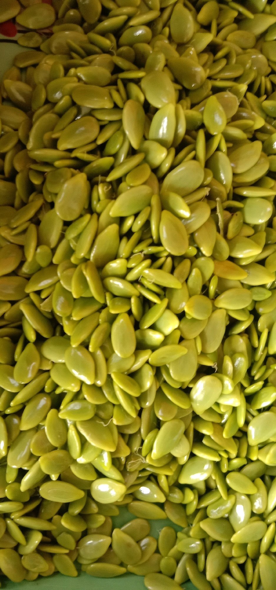 The image displays a close-up, overhead view of a large pile of green, elongated seeds. The seeds are oval-shaped with a pointed end and a slightly curved body, resembling small beans or lentils. They are a vibrant, pale green color with a slightly glossy sheen, suggesting they may be fresh or have been recently prepared. The seeds are densely packed together, filling the entire frame of the image, with no visible background or surrounding environment. The lighting is even, highlighting the texture and shape of each individual seed. No people, actions, or interactions are depicted in the image. The context of Cangkring Rembang, Indonesia is not visually represented in the provided image.