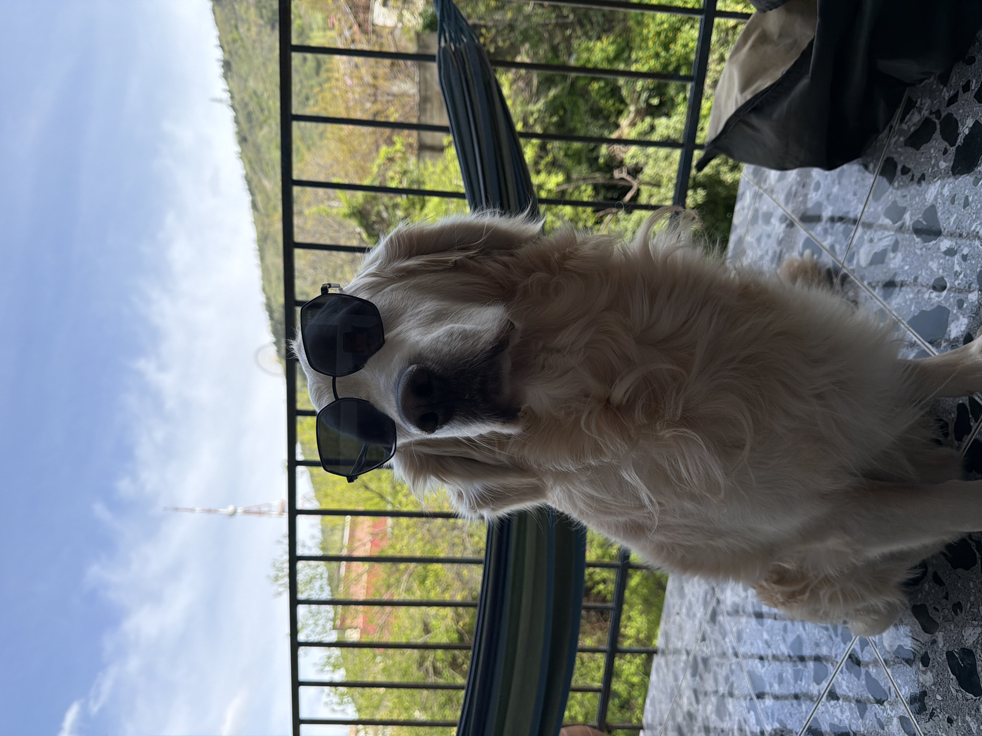 A light-colored, fluffy dog, resembling a Golden Retriever, is the central subject of this image, captured in a playful and relaxed moment on a balcony in Tbilisi, Georgia. The dog is seen from the chest up, looking directly at the camera, and notably wears a pair of fashionable black sunglasses perched on its snout. The brand "FENDI" is distinctly visible on the left arm of the sunglasses, adding a humorous touch of style to the canine.
The dog is situated on a balcony with dark gray and white speckled tiled flooring, partially covered by a dark, possibly canvas, bag or cushion to its right. Behind the dog, a dark metal railing runs across the mid-ground, beyond which hangs a striped hammock in shades of dark green and blue, partially obscured by the dog's head.
The background reveals a vibrant outdoor scene under bright daylight. Lush green trees and foliage are visible beyond the railing, suggesting a hilly or vegetated area. Above the greenery, a clear, light blue sky with a few wispy white clouds stretches across the horizon. In the far distance, a tall, slender red-and-white communication tower, indicative of the Tbilisi TV Tower, can be seen against the sky. The overall atmosphere is sunny and calm, with the dog's sunglasses adding a touch of humor and personality to the scene.