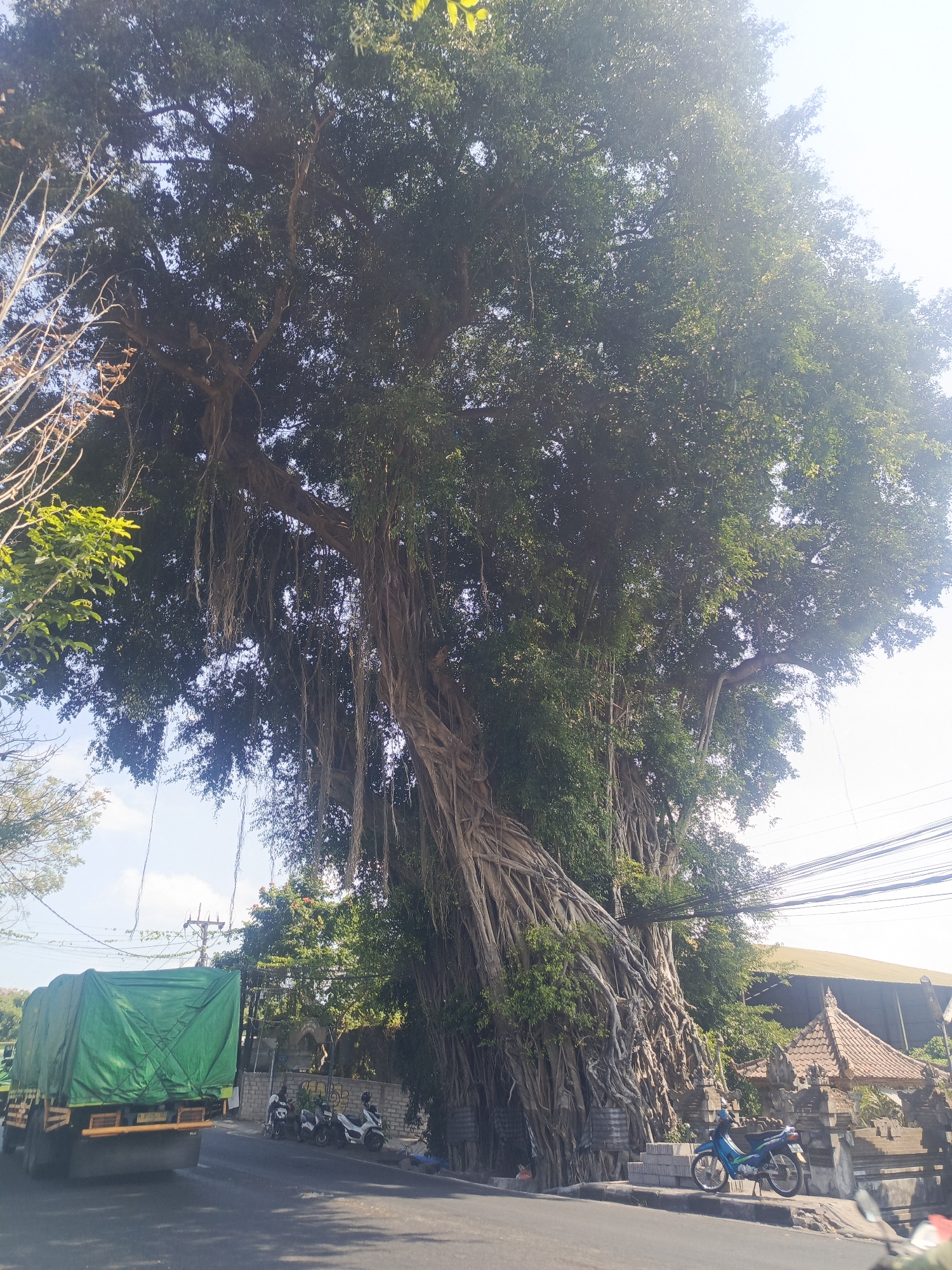 A massive, ancient banyan tree with thick, gnarled aerial roots dominates the frame, situated on the side of a paved road in Mengwi, Indonesia. The tree's canopy is dense with green foliage, and its exposed roots form a complex network, creating a striking visual. To the left of the tree, a green-tarped truck is parked on the roadside, its rear visible. Several motorcycles are parked near a stone wall with traditional Balinese architectural elements to the right of the tree. The sky is clear and bright, with overhead power lines visible. The scene captures a blend of natural grandeur and everyday urban life in a tropical environment.