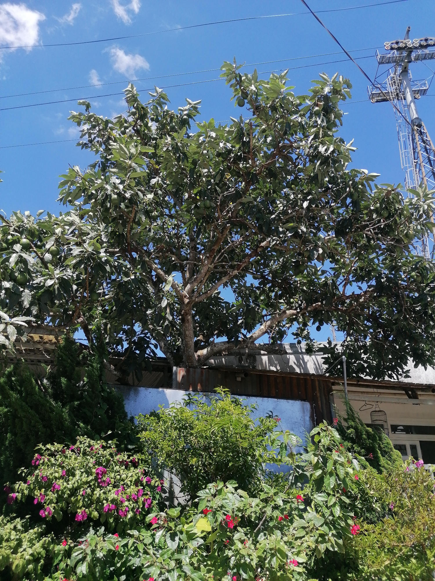 The image depicts a large avocado tree laden with fruit, situated behind a low wall and surrounded by lush green foliage and vibrant pink flowers. In the background, a portion of a building with a corrugated metal roof is visible, along with a transmission tower and overhead power lines against a clear blue sky dotted with white clouds. The scene appears to be a residential area, potentially a garden or backyard in Da Lat, Vietnam, characterized by its abundant greenery and a mixture of natural and man-made elements. The overall impression is one of a tranquil, sun-drenched day.