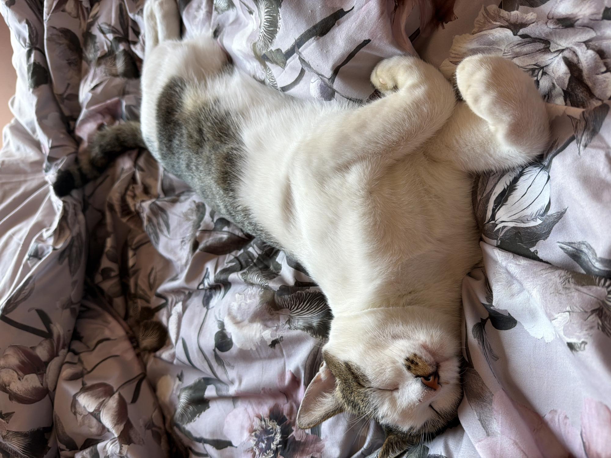 A domestic cat is sleeping on a bed with floral-patterned sheets. The cat is white with gray tabby markings on its back and tail, and its eyes are closed. The sheets have a pattern of large, stylized flowers in shades of pink, gray, and white. The lighting suggests it is daytime. This image was taken in Orehovitsa, Bulgaria.