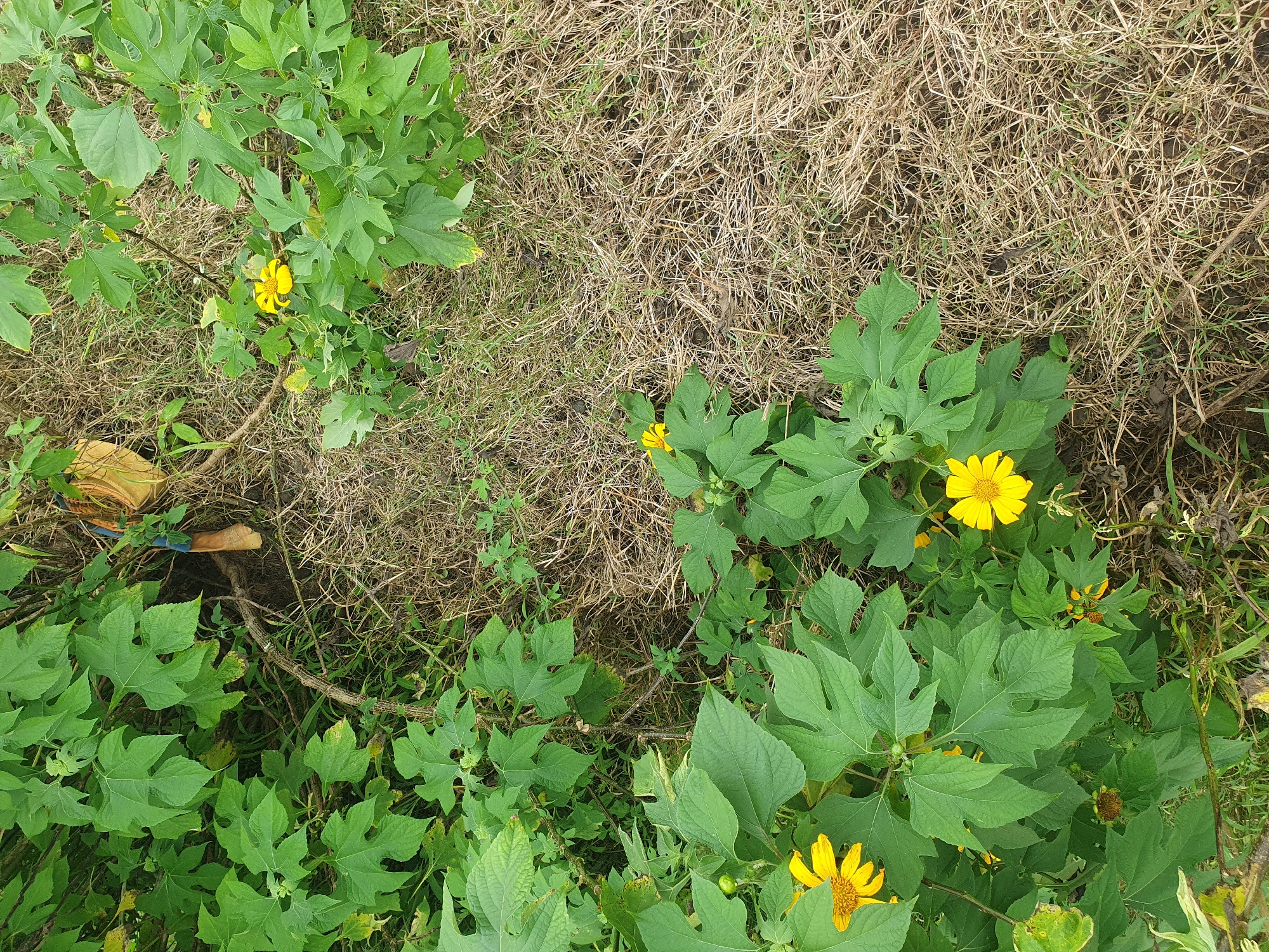 The image shows a patch of vegetation with several yellow flowers in bloom, likely a roadside or a natural clearing. The plants have large, green, lobed leaves, characteristic of a sunflower or a related species. The ground is covered with dry grass and some scattered debris, suggesting an outdoor setting. In the upper right quadrant, a part of a yellow bag with a blue strap is visible, possibly discarded or left behind. There are no people or animals in the frame. The overall impression is one of a natural, somewhat unkempt environment with bursts of color from the flowers. The image does not provide any specific landmarks or features that would allow for precise location within Gura Top, Nigeria.