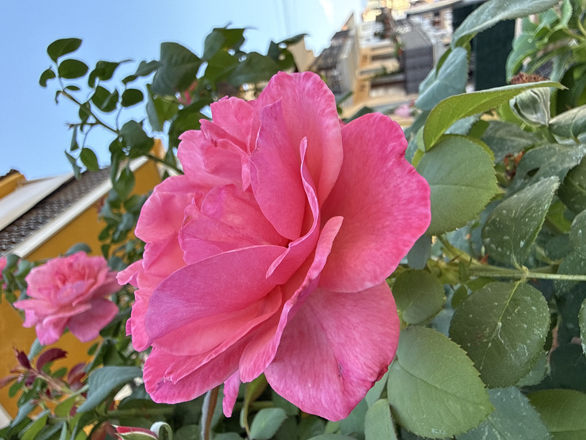 A close-up, slightly angled shot captures a vibrant pink rose in full bloom. The rose is the primary subject, with its petals unfurled and showing delicate texture. Green rose leaves surround the bloom, some appearing slightly dusty. In the background, a blurred building with a yellowish facade and balconies is visible, along with a clear blue sky. The scene is set outdoors, likely in an urban environment. The presence of a rose bush and a residential building suggests a garden or a balcony setting. The photograph appears to be taken during daylight, with the sun casting a soft light. There are no people or animals visible in the image. This scene is consistent with gardens or balconies found in residential areas of Blanes, Spain, where flowering plants are commonly displayed.