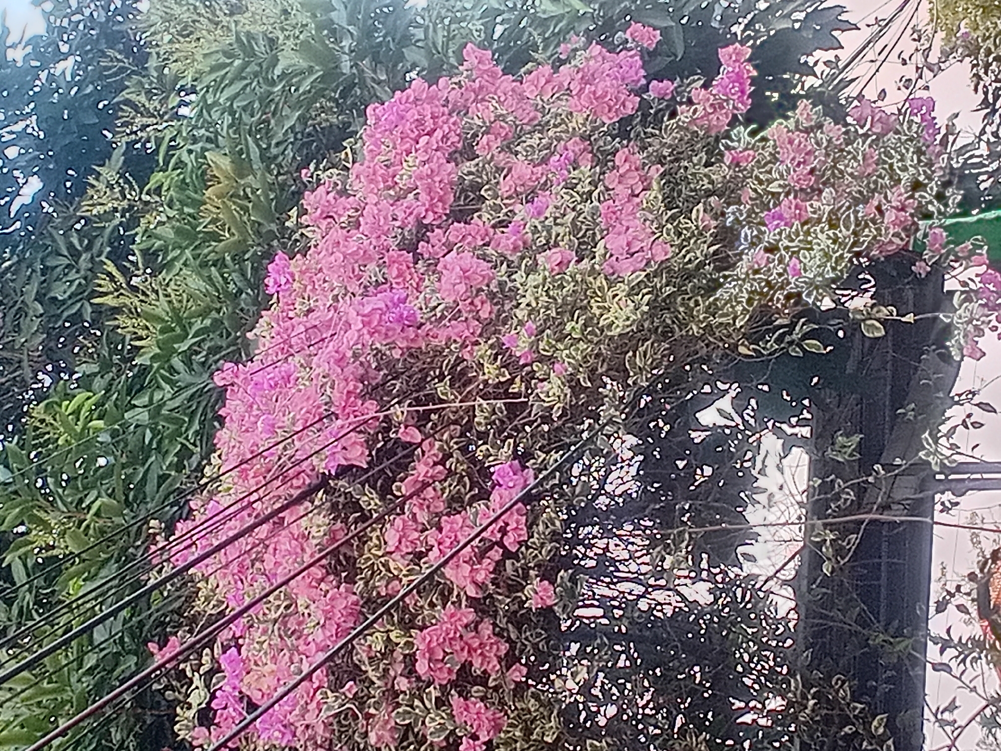 This is a close-up, eye-level shot of a bougainvillea plant in bloom, its vibrant pink flowers cascading over a dark, possibly wooden, trellis or structure. Several dark wires, likely electrical or telecommunication lines, run diagonally across the frame, intersecting with the foliage. The background consists of lush green foliage, suggesting an outdoor setting within a city like Bae, Indonesia. The image captures the dense texture of the flowers and leaves, with a soft focus that blurs some of the finer details. There are no people or animals visible in the frame.