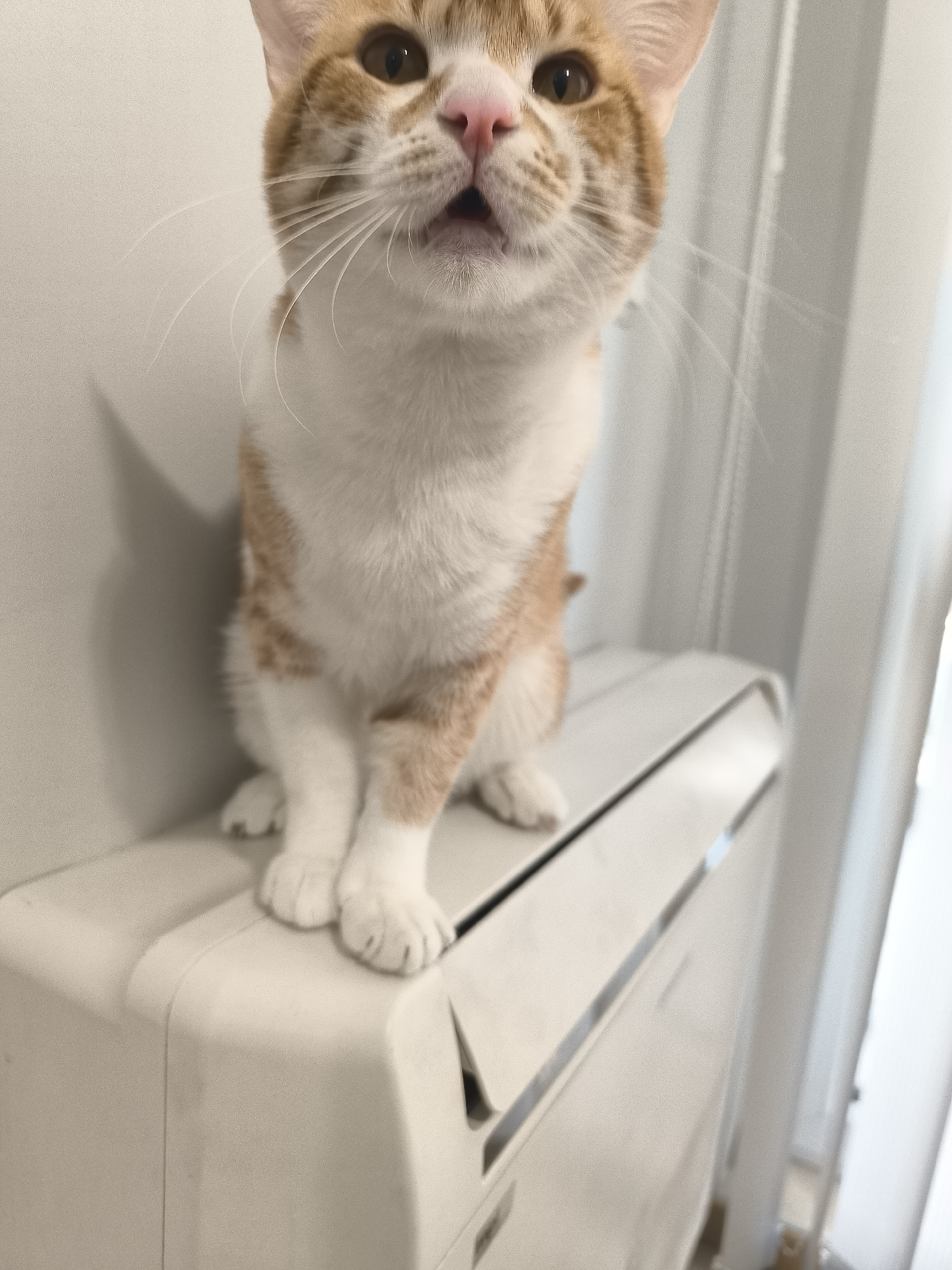 A medium shot depicts an orange tabby and white cat sitting on top of a white, rectangular, seemingly plastic air conditioning unit. The cat is centered and appears to be looking up and slightly open mouthed. The background consists of a light gray wall on the left and a sheer white curtain covering what appears to be a window on the right. The exact location of the city of Varna, Bulgaria, is not provided in the image.