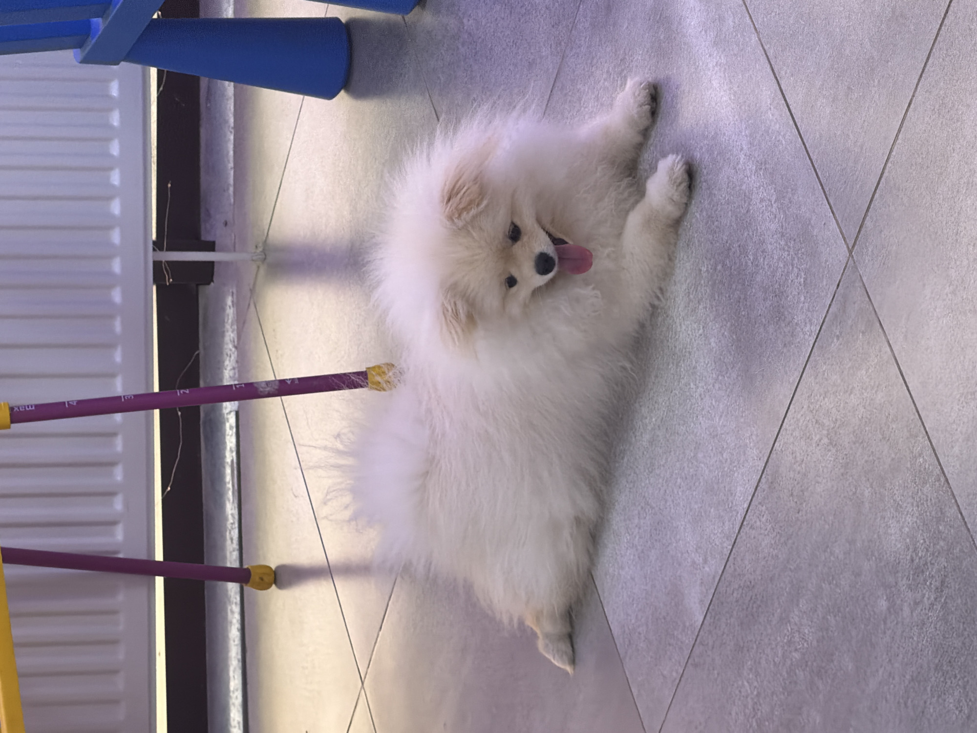 A white Pomeranian dog lies on a gray tiled floor. The dog is facing the viewer and has its tongue sticking out. A blue object is visible in the upper left corner, and a laundry rack with purple poles is to the left of the dog. The photo was likely taken indoors. The city is not discernable from the image.
