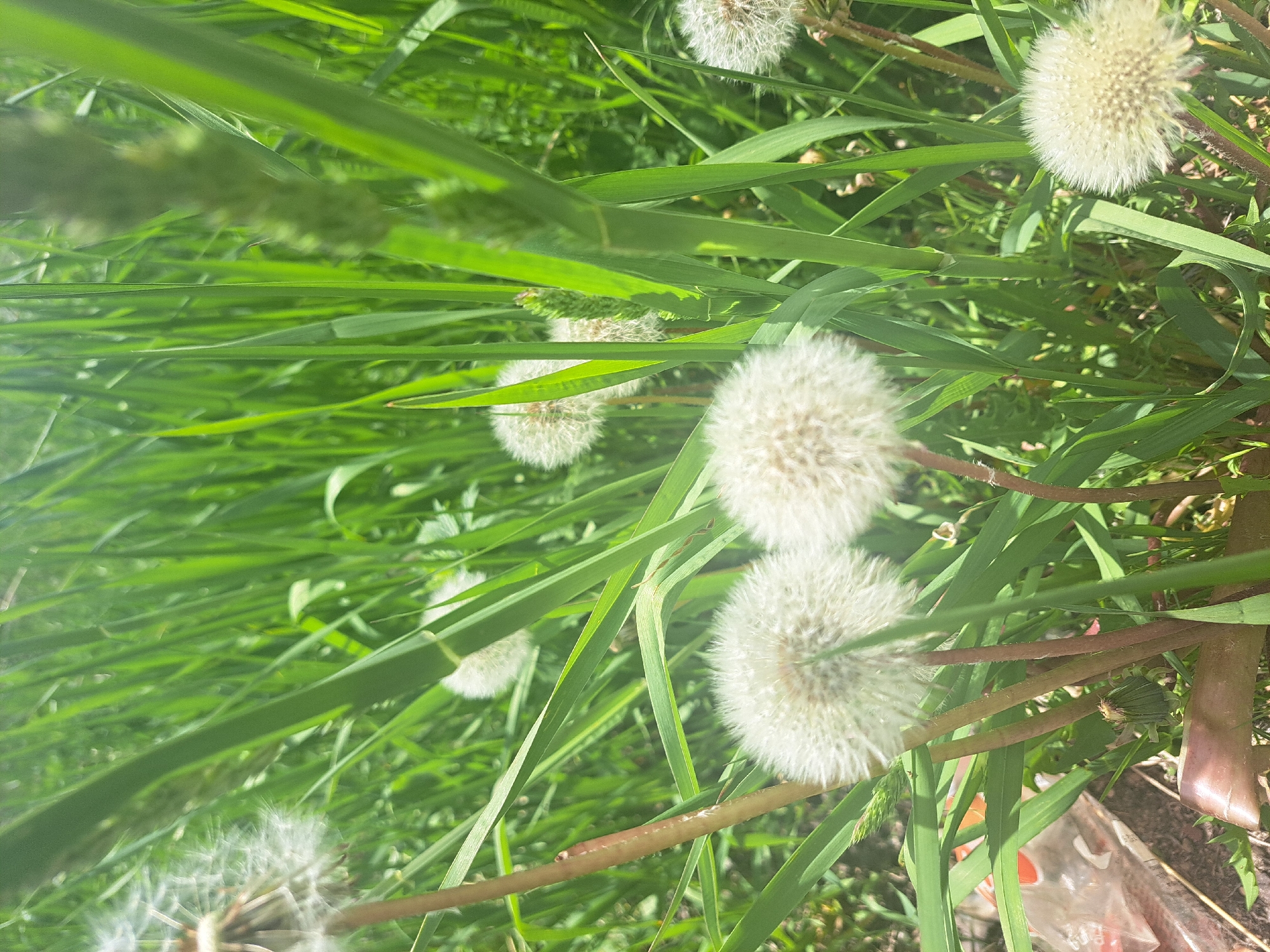 The scene, located in Artik, Armenia, depicts a dense, ground-level view of a patch of vibrant green grass and other foliage under bright sunlight. Approximately ten spherical white dandelion seed heads are visible, distributed throughout the foreground, mid-ground, and background. Two prominent seed heads are in the lower-left, and one is in the lower-right, all sharply in focus. Other dandelions are partially obscured or less distinct due to depth of field. A single, undeveloped green dandelion bud or spent flower is visible near the bottom center, partially hidden by grass blades and stems. Tall, slender green grass blades dominate the frame, interspersed with darker green plant stalks, some exhibiting small clustered growths (possibly seed heads or buds of a different plant species). In the lower-left corner, a crumpled, translucent plastic bag with an orange tint lies on the ground, adjacent to a flat, brown, possibly cardboard-like object. The ground itself, visible minimally in the bottom-left, appears as dry soil. The overall impression is an uncultivated outdoor area.