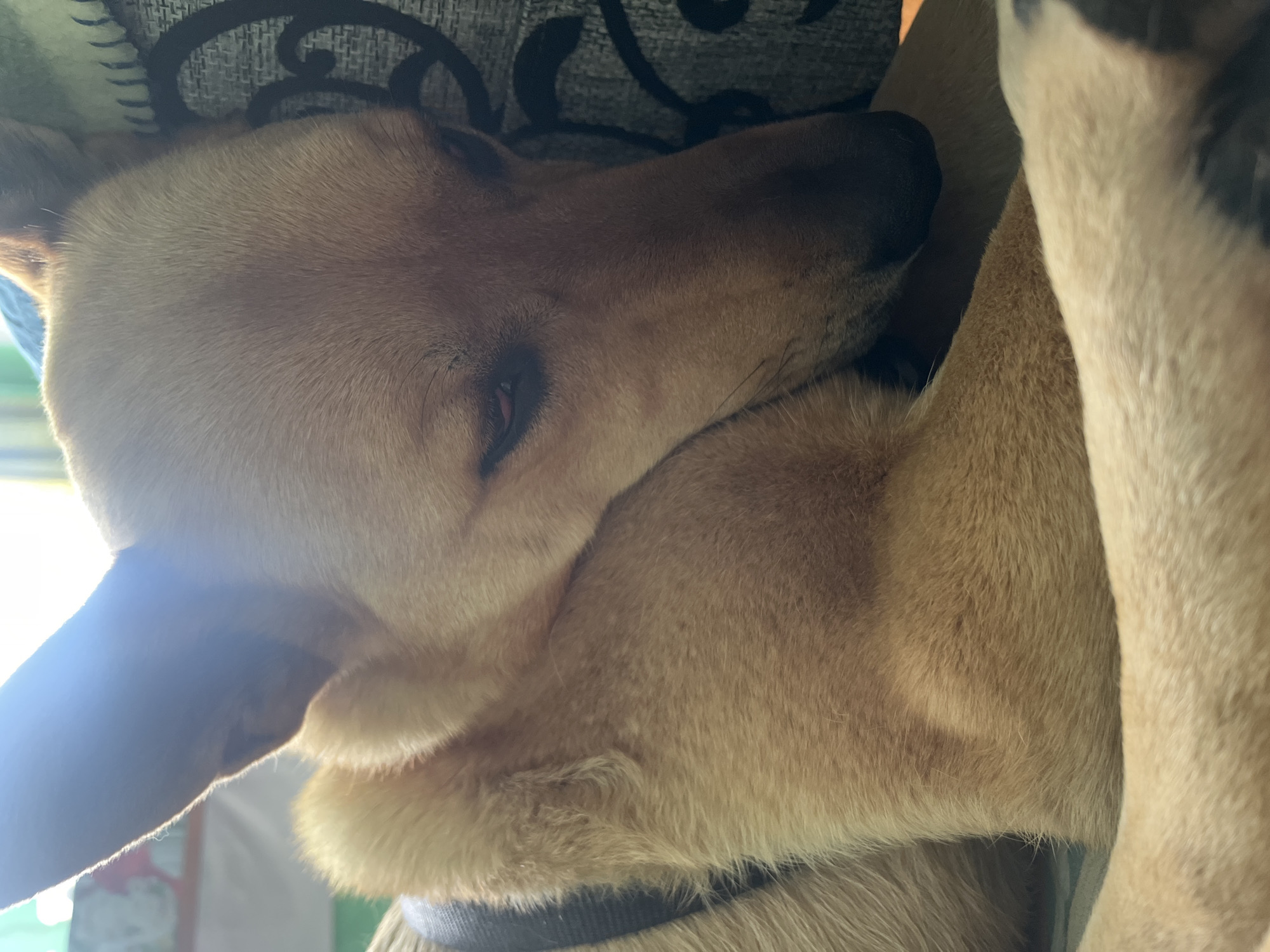The image shows a close-up of a light brown dog sleeping, possibly resting its head on its paws. A dark collar is visible around the dog's neck. The background includes a patterned surface, possibly a cushion or furniture. No location is identifiable in the image. No people, subjects, objects, actions, interactions or environment are visible.
