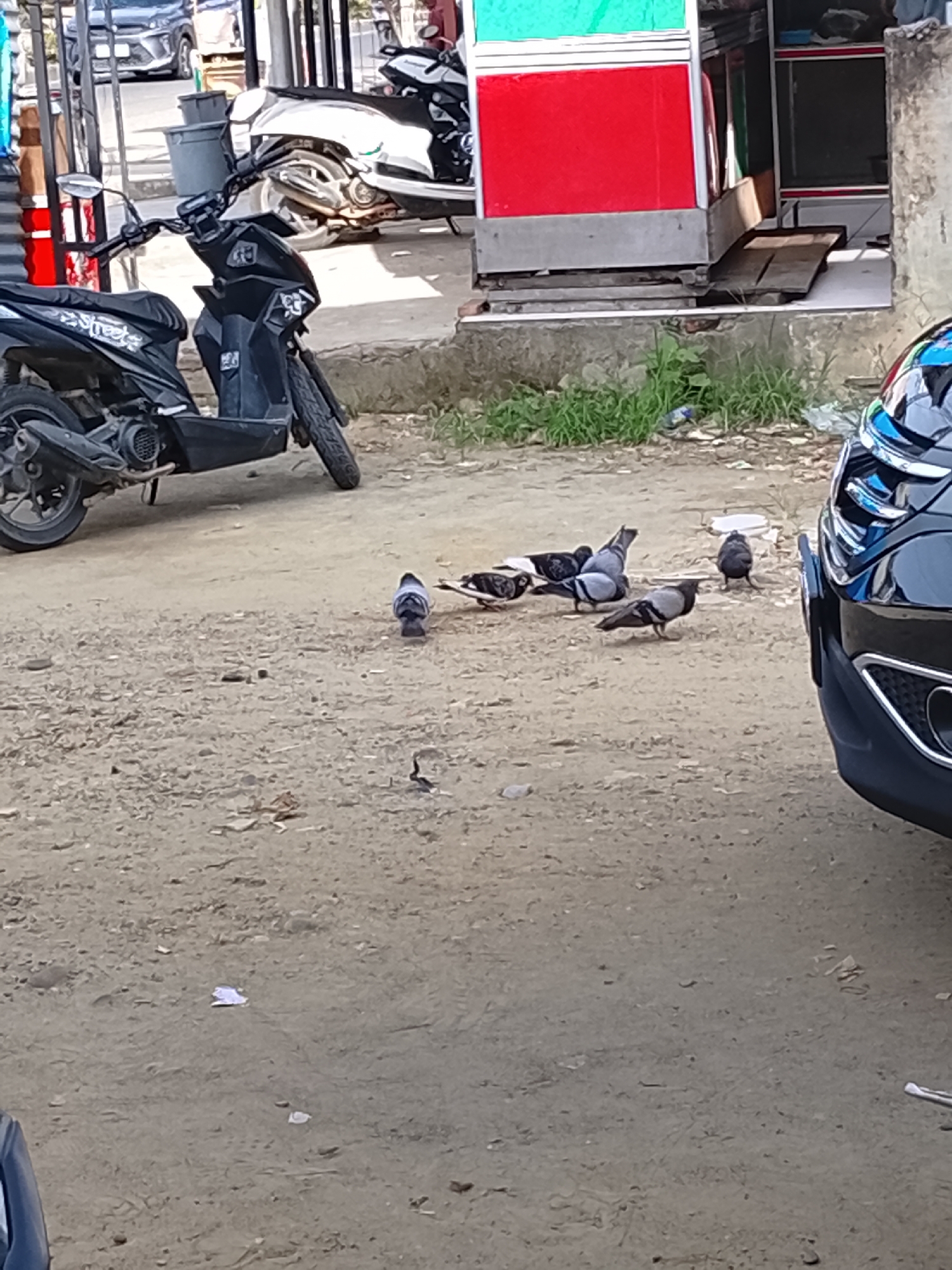 The image depicts a street scene in Lhokseumawe, Indonesia. The foreground consists of a dusty, gravelly patch of ground with a scattering of small debris. A flock of approximately eight pigeons are clustered in the center of the frame, some pecking at the ground.
A black scooter-style motorcycle is parked to the left of the pigeons, and the front end of a black car is visible on the right. In the background, there is a building with a red and green exterior, possibly a small shop or stall. Another parked motorcycle is partially visible behind the first scooter. The street appears to be relatively quiet.