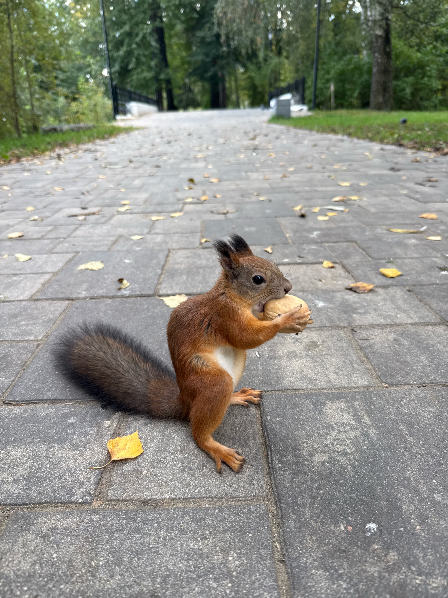 A squirrel is eating a nut on a paved walkway in Rusanovo, Russia. The squirrel is brown with a bushy tail and is sitting on its hind legs. The walkway is made of gray pavers and is lined with trees and grass. There are several fallen leaves on the ground. In the background, a bridge can be seen over the walkway.