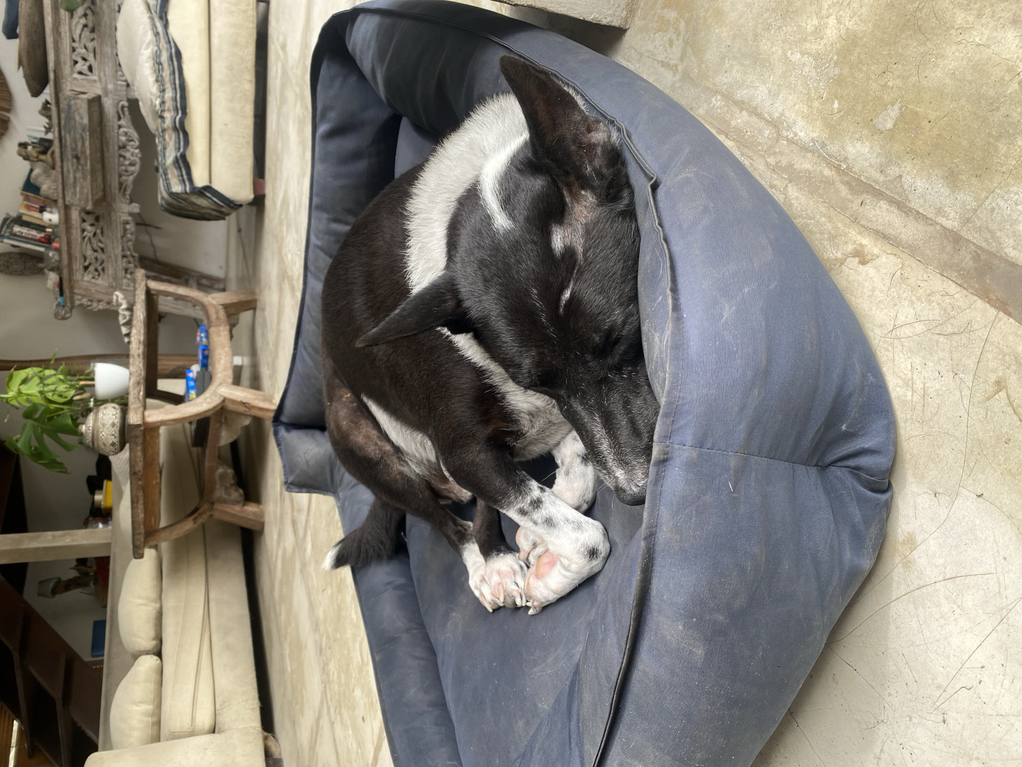 A black and white dog sleeps in a blue dog bed on a concrete floor in a room. The dog is curled up, facing to the right, with its head resting on its paws. The dog bed is slightly worn and appears to be in a living space. In the background, there is a couch, a wooden table, and some plants. The overall environment suggests a residential or indoor setting.