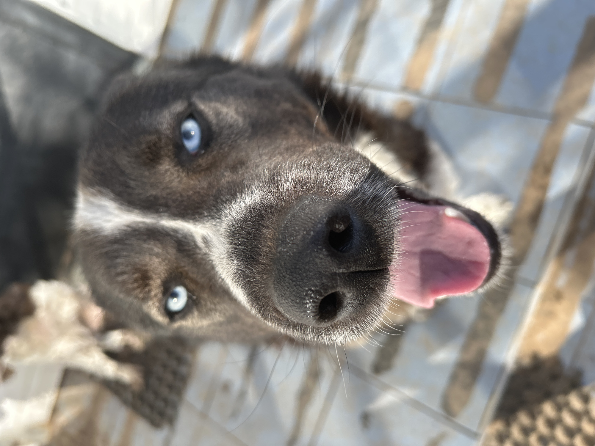 A close-up, low-angle photograph features the head of a dog situated in the city of Фоки, Russia. The dog exhibits a dark-colored coat, a distinct white stripe running vertically between its eyes, and striking bright blue irises. Its wet, textured black nose is prominent in the foreground, with a pink tongue extended from an open mouth. The subject is positioned on a light-colored tiled surface, which displays horizontal linear patterns. A blurred, dark, textured object, possibly a mat, is visible in the background to the left. The lighting suggests an outdoor environment.
