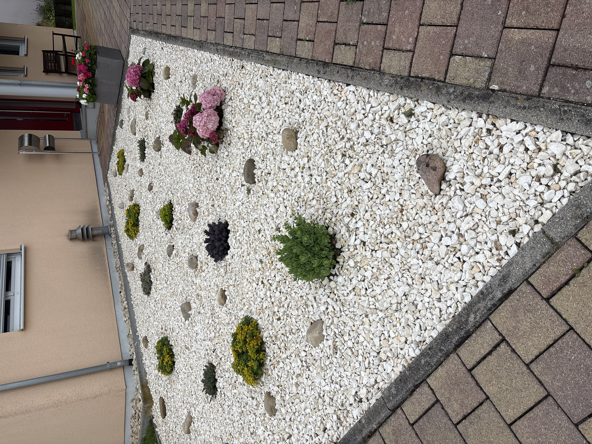 A frontal, eye-level, medium shot captures a residential landscaping area featuring a white gravel bed interspersed with various plants and scattered rocks. To the left, a portion of a light peach-colored house wall is visible, with a grey downspout running vertically near the corner and a horizontal window with a grey shutter. Towards the right, a paved walkway of reddish-brown interlocking bricks borders the gravel bed. In the background, an entranceway with a red door is partially visible, along with a grey planter filled with red and pink flowers and a dark wooden bench. The gravel bed contains several low-lying green bushes with yellow flowers, dark purple foliage, and clusters of pink hydrangeas. Several grey, rounded stones of varying sizes are distributed throughout the gravel.
