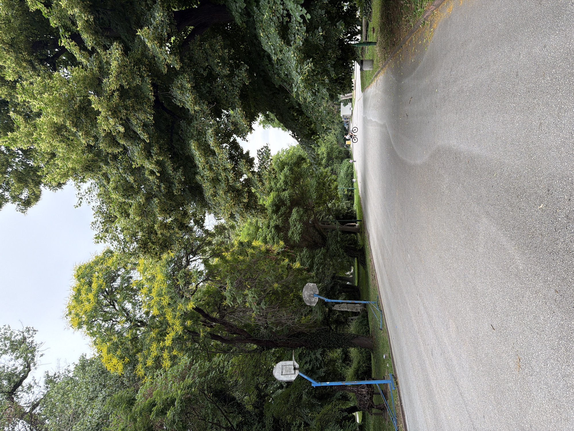 The image depicts a paved park pathway flanked by lush green trees on both sides, with a few scattered yellow flowers visible on one of the trees. In the foreground, two basketball hoops with worn backboards stand on the left side of the path. Further down the path, two individuals on bicycles are visible, one actively riding and the other appearing to be stationary or just starting. A small child is also present on the path near the cyclists. The environment suggests a public park setting, likely in Pazardzhik, Bulgaria, given the context of the request. The overall scene is one of a peaceful outdoor recreational area.