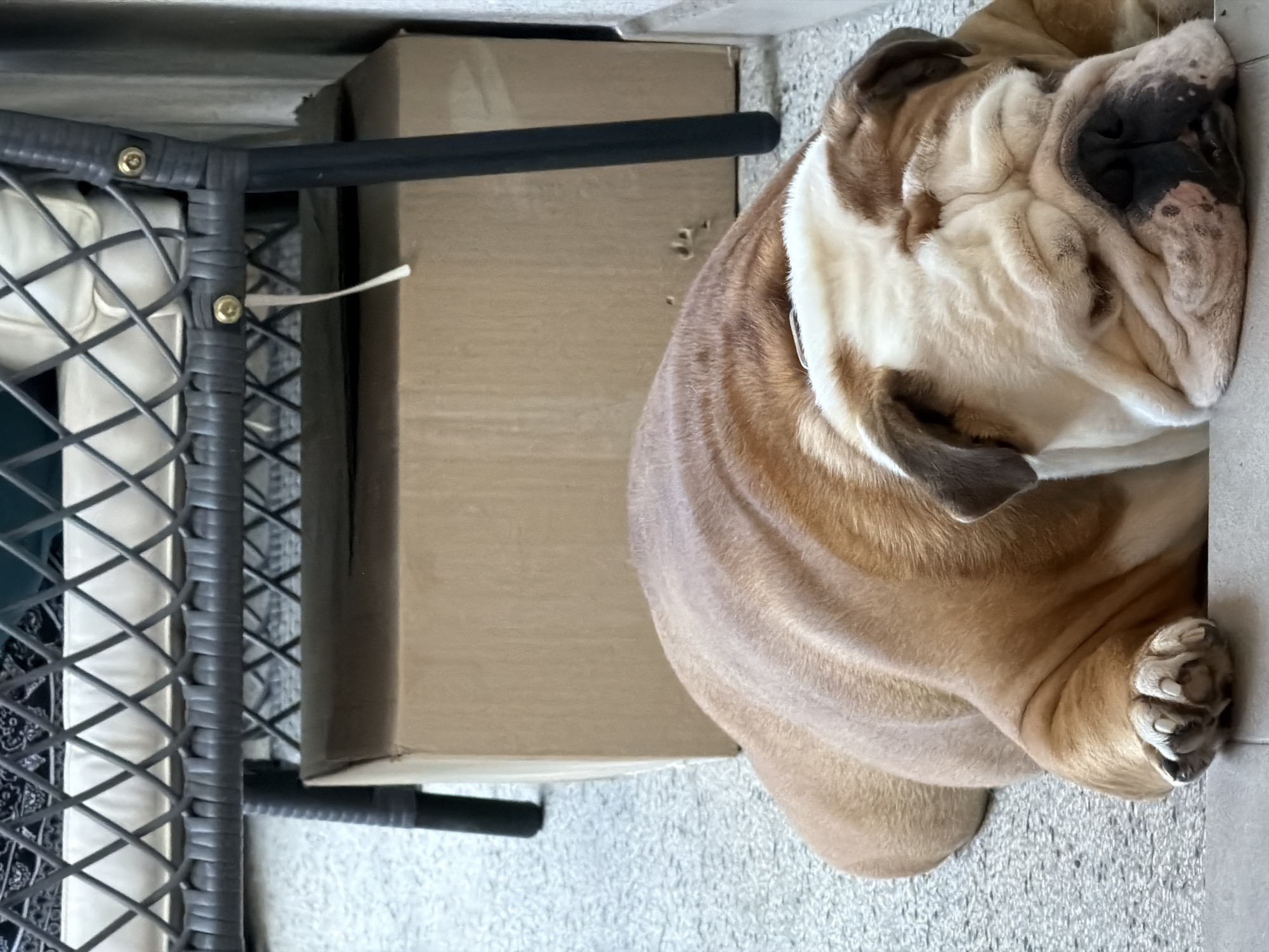 A light brown and white English Bulldog is lying asleep on a grey carpeted floor. The dog's head is resting on the floor, with its eyes closed and its face creased. Its body is curled up, with its front paws visible in the foreground. Behind the dog, there is a large cardboard box and the legs of a dark grey wicker chair. The chair has a white cushion. The scene appears to be indoors, possibly in a home or a sheltered outdoor space. The overall impression is one of peacefulness and relaxation. The location is not specified in the image, nor is it Sofia, Bulgaria.