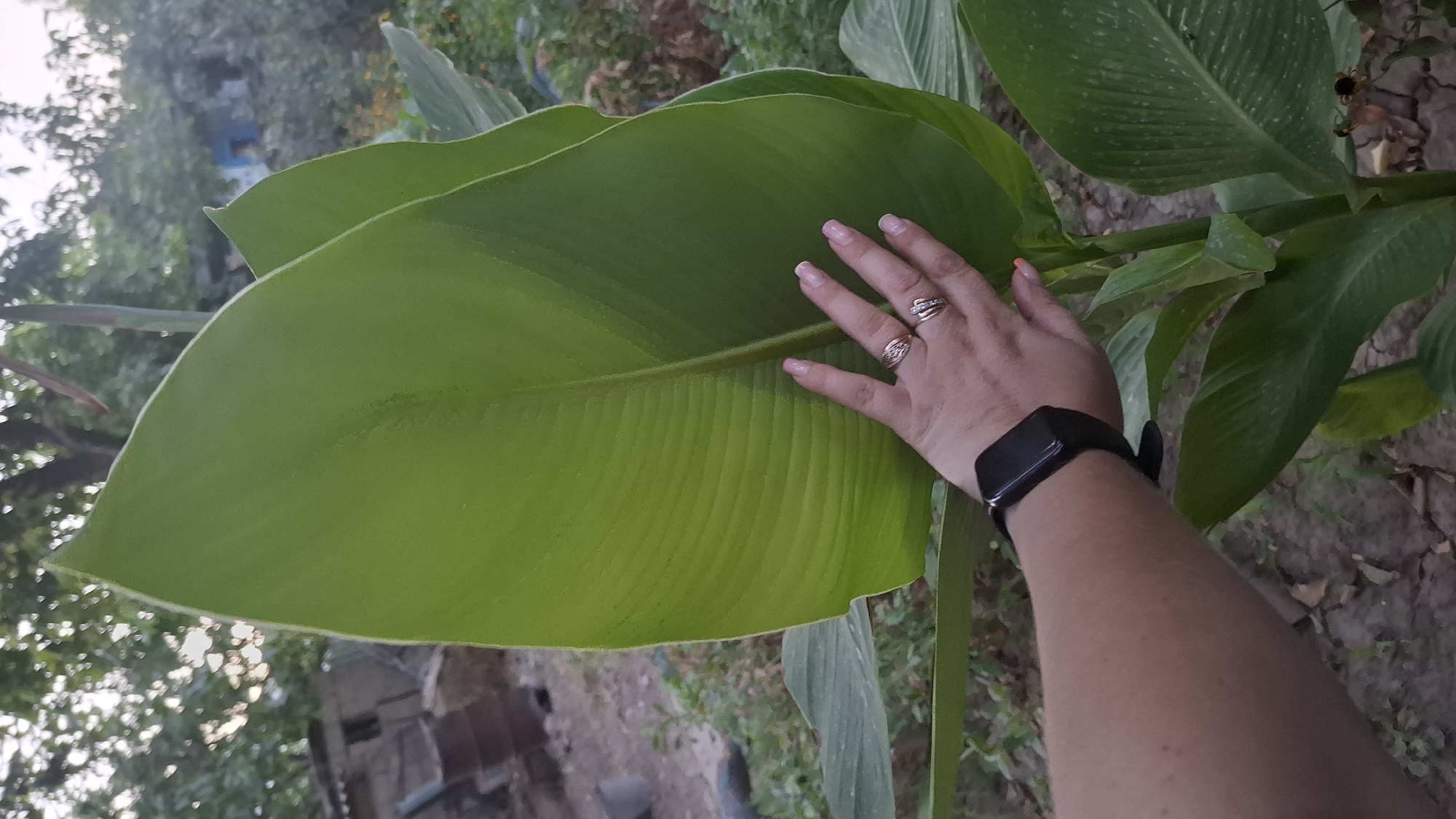 A person's left arm and hand are positioned in the foreground of the image, touching a large, vibrant green leaf. The hand has manicured fingernails painted in a light pink color and is adorned with two rings on the index and middle fingers. A black fitness tracker is visible on the person's wrist. The leaf itself is broad and elongated, with prominent parallel veins running down its surface, indicative of a Canna lily plant. The background shows an outdoor setting with dry, cracked earth on the ground and blurred foliage and trees. In the distance, a small, rustic structure with metal barrels is faintly visible, suggesting a rural or semi-urban environment, possibly on the outskirts of Шұбарсу, Kazakhstan. The lighting suggests it may be late afternoon or early evening.