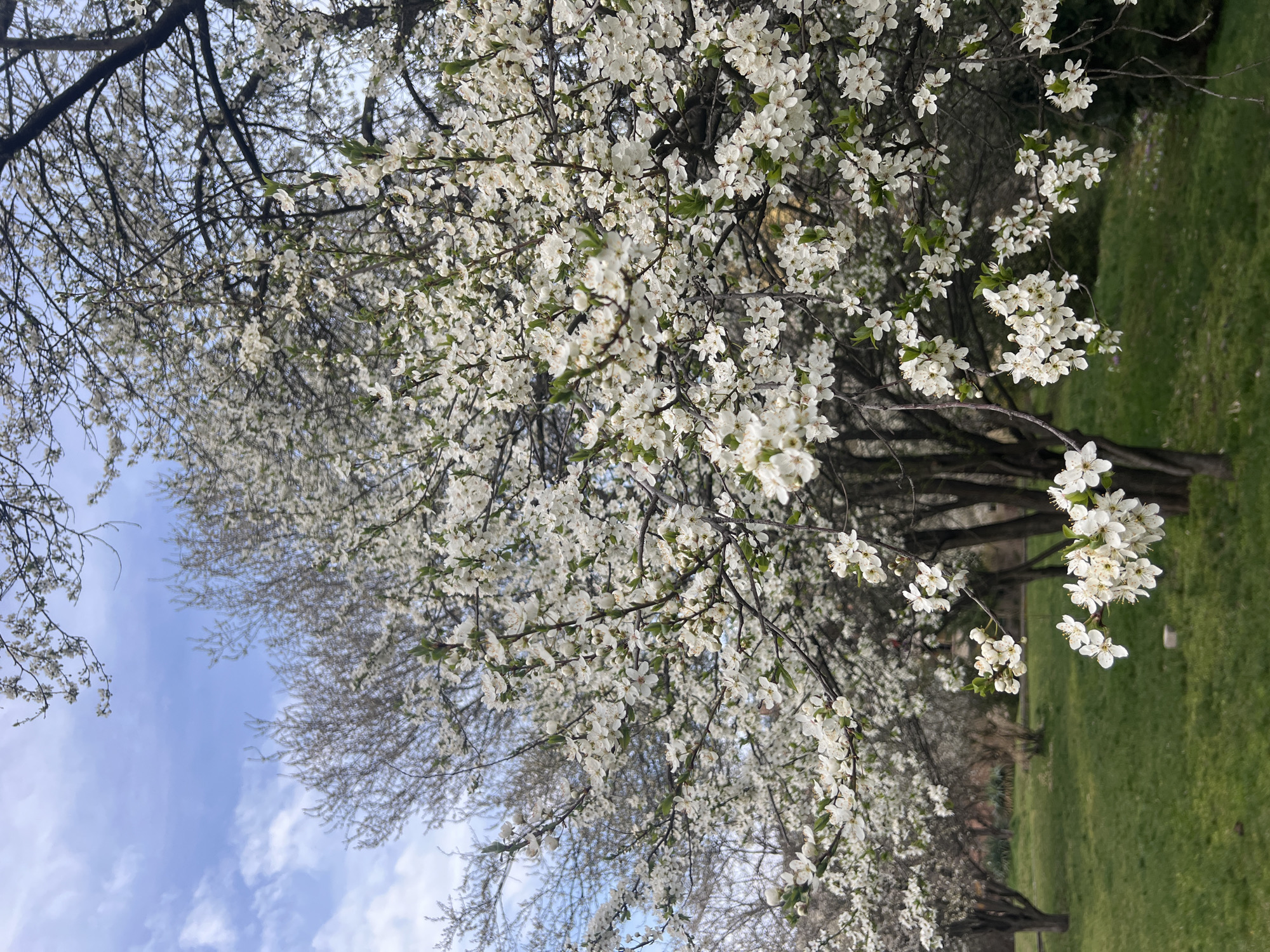 The image shows trees blossoming with white flowers. In the background, there is a glimpse of a blue sky with thin white clouds. The bottom right corner of the image shows a patch of green grass. The scene suggests a park or green area. It is not possible to determine if the image is taken in the city of Sofia, Bulgaria or its precise location without additional information.