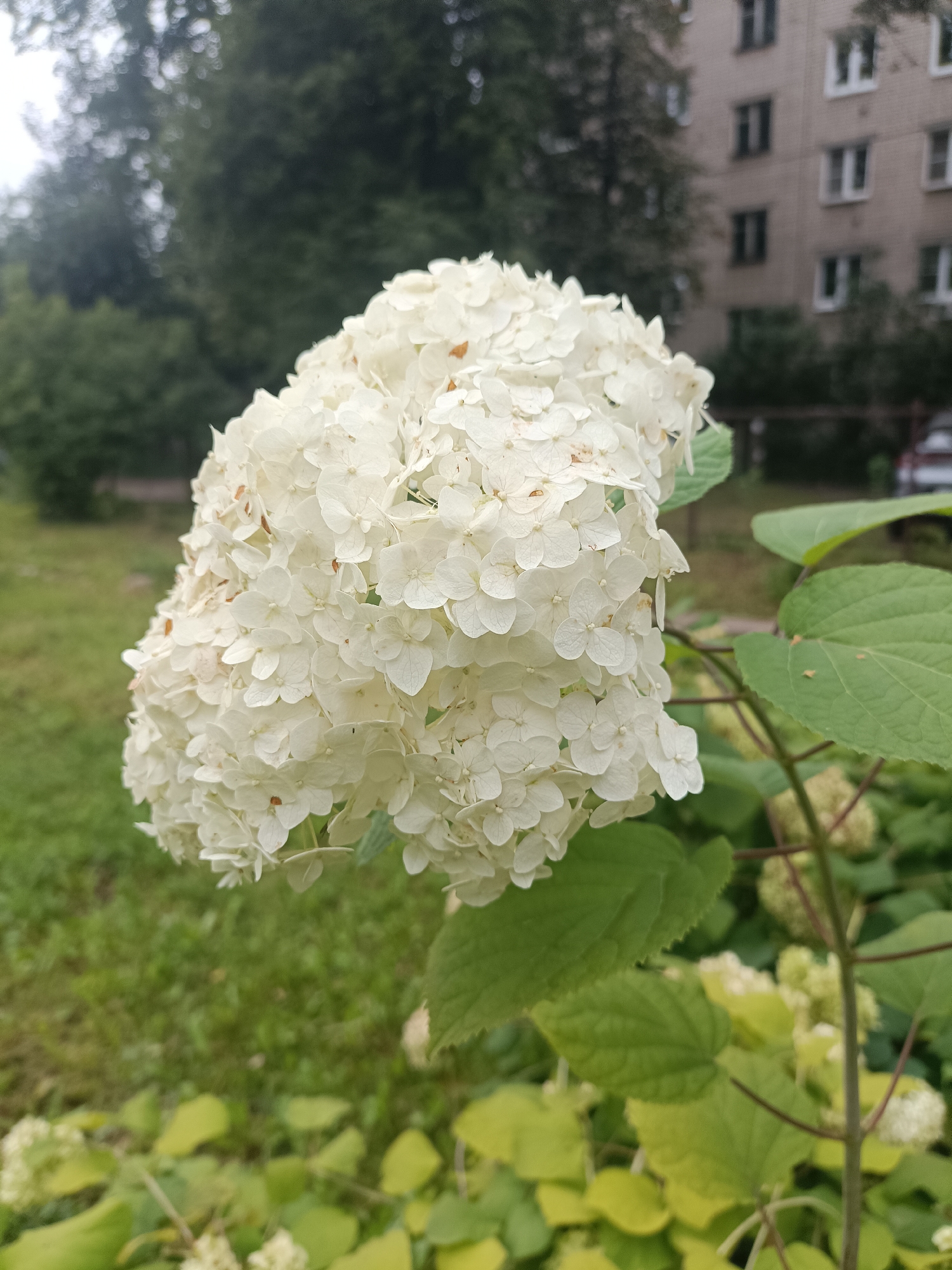 The image shows a close-up of a large, white hydrangea flower head in full bloom. The flower is spherical and composed of numerous small, delicate florets. It is positioned in the foreground, slightly to the left of center, and occupies a significant portion of the frame. The background is a blurred mixture of green grass, trees, and a brick apartment building with multiple windows. The lighting suggests an overcast day. The image appears to have been taken outdoors in an urban environment, possibly a residential area. There are no people or animals visible in the image. The style of the apartment building suggests it could be located in Yaroslavl, Russia, typical of Soviet-era architecture.