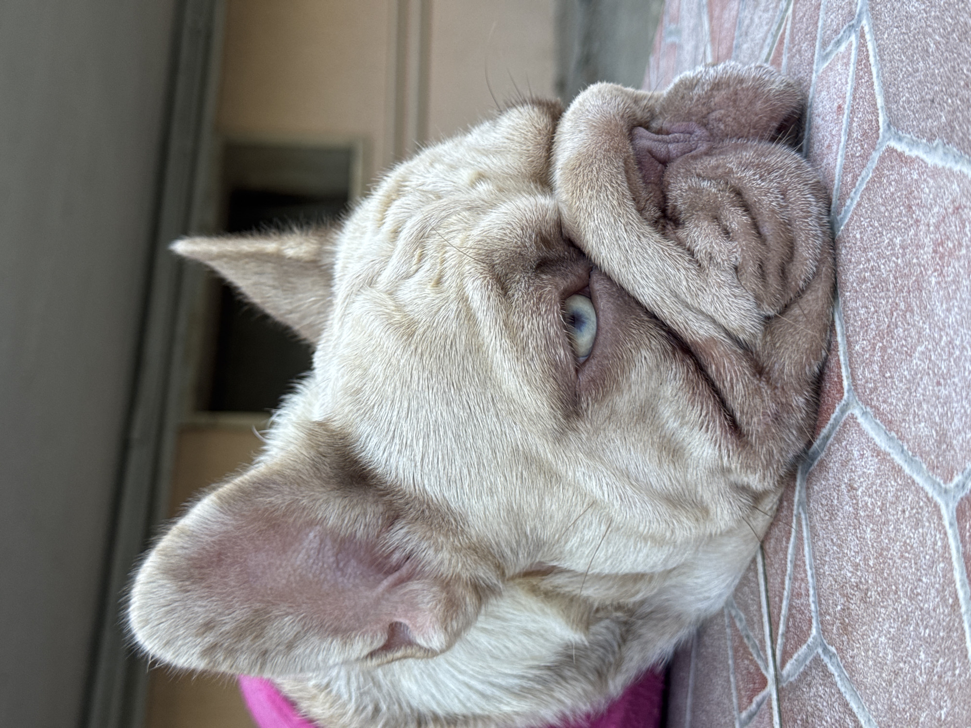 A tan French bulldog with light blue eyes rests its head on a tiled surface outdoors. The dog is wearing a pink garment, partially visible. In the background, a building with a light-colored facade and a dark opening is visible. The image does not contain information to determine its location in San Benedetto del Tronto, Italy.
