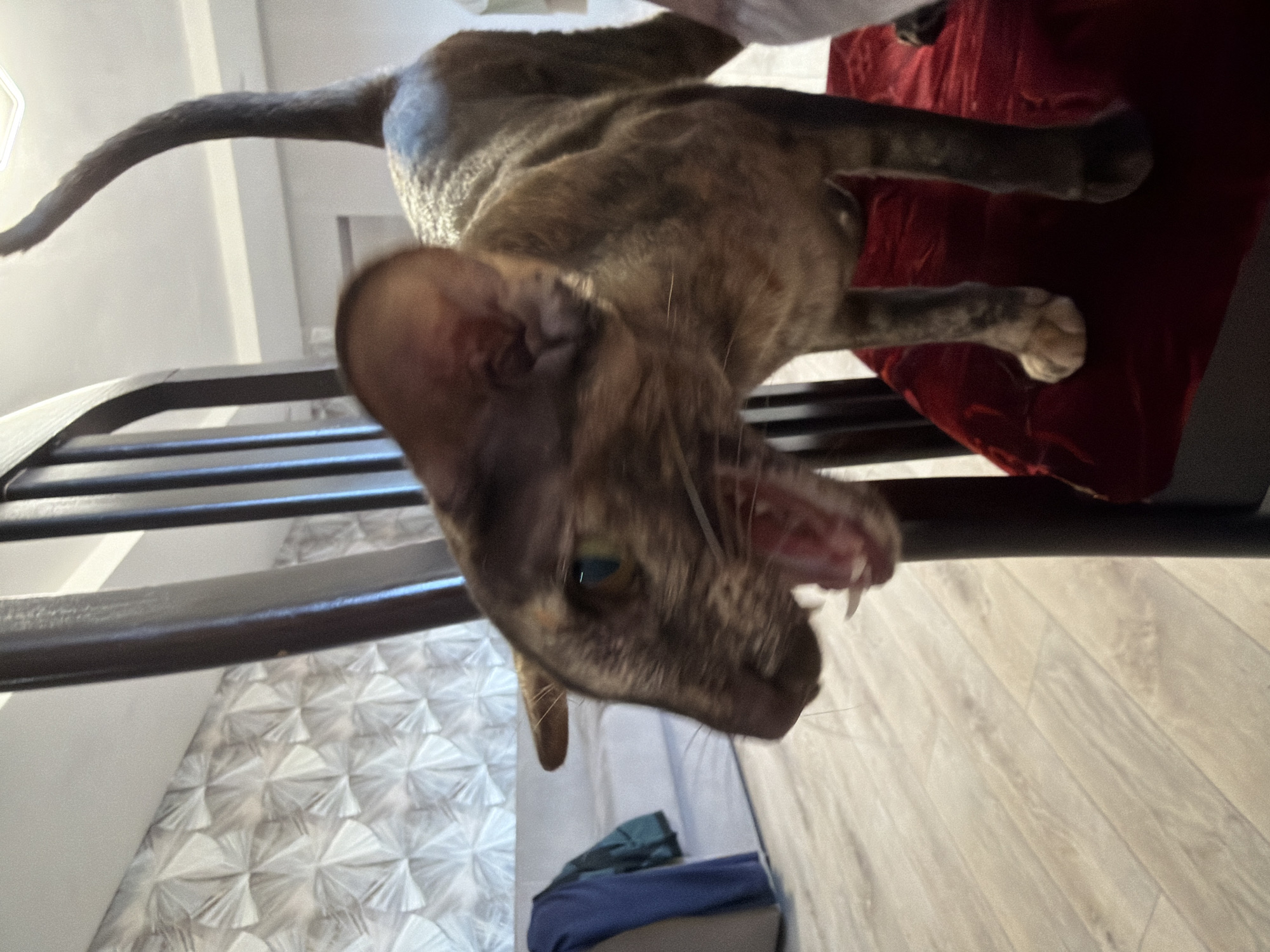 A brown cat is shown close-up, with its mouth open, revealing its teeth. The cat is positioned on a black wooden chair, with a red cushion partially visible. The background features a white patterned wall and a wooden floor. A blue and green cloth rests on the floor. The location is stated as Chaikovsky, Russia.