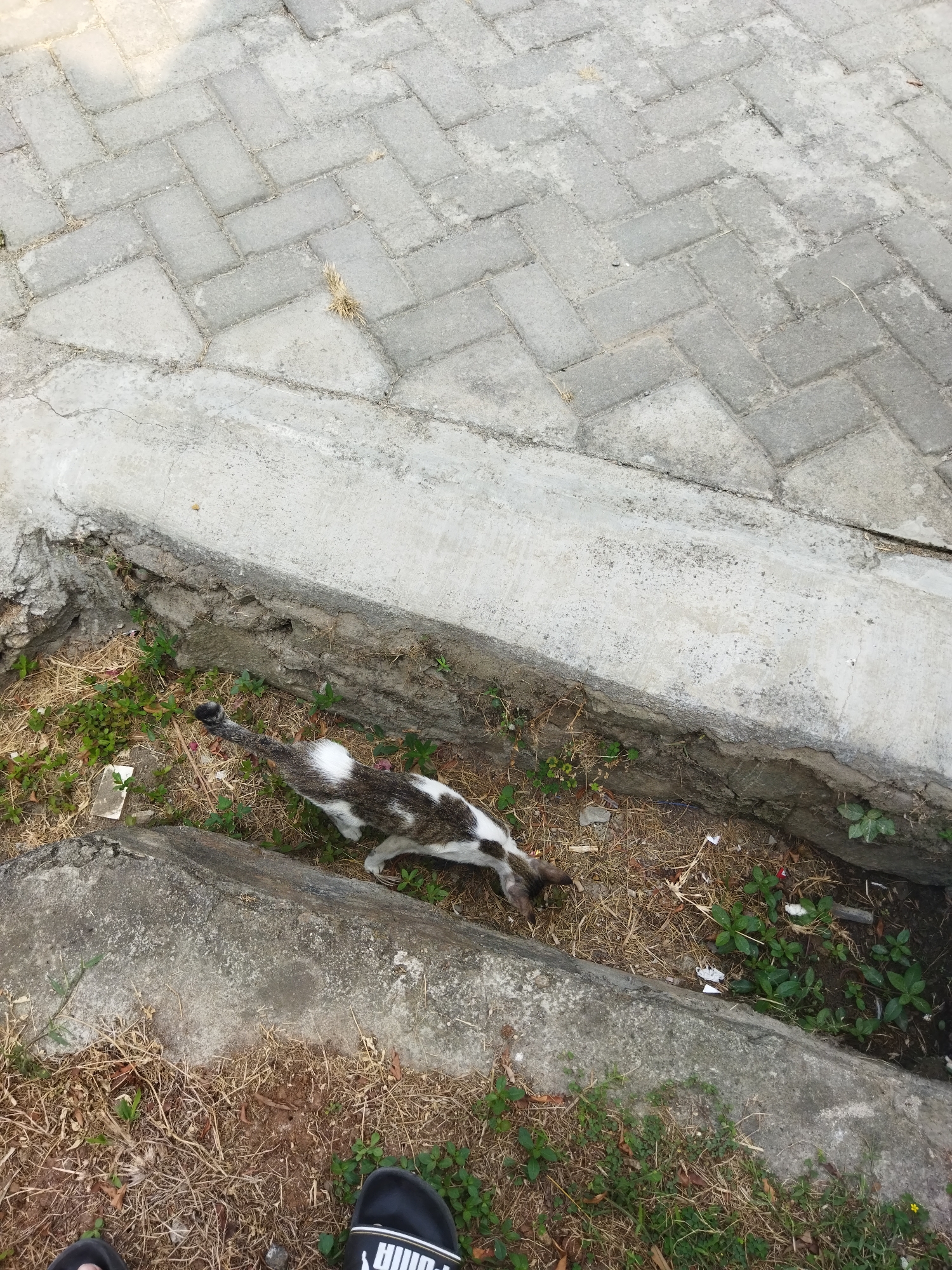 A calico cat is visible in a concrete drainage ditch in Suka Sari, Indonesia. The cat is walking from left to right, sniffing the ground. It has a white chest and patches of brown and black fur. The ditch is filled with dry grass, some green weeds, and debris. A concrete sidewalk with a herringbone pattern of gray pavers is visible above the ditch. The lower right corner of the image shows a person's feet wearing black Puma slides.