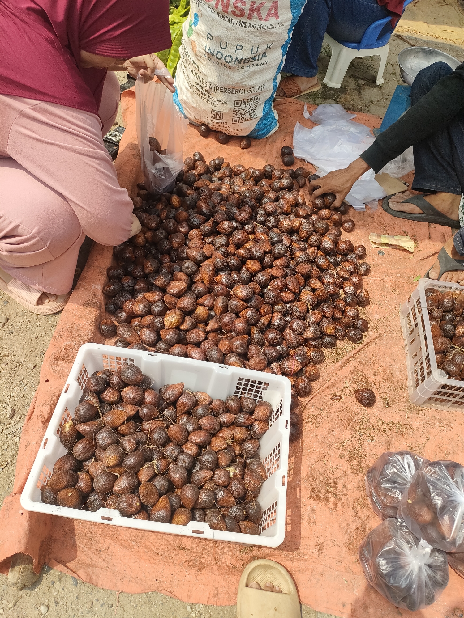 In Desa Banyumas, Indonesia, a person wearing a maroon hijab and pink pants crouches over a large pile of salak fruit spread on an orange tarp. The salak fruits, with their scaly brown skin, are abundant. A clear plastic bag is held open by the person's gloved hand, as if to collect the fruit. To the right, another person's hand is visible, also reaching towards the salak. Two white plastic baskets are filled with the fruit, one to the left and one to the right, the latter partially obscured by plastic bags containing more salak. In the background, a large white sack with Indonesian text is present. The ground appears to be dirt and gravel, with some dry grass scattered around.