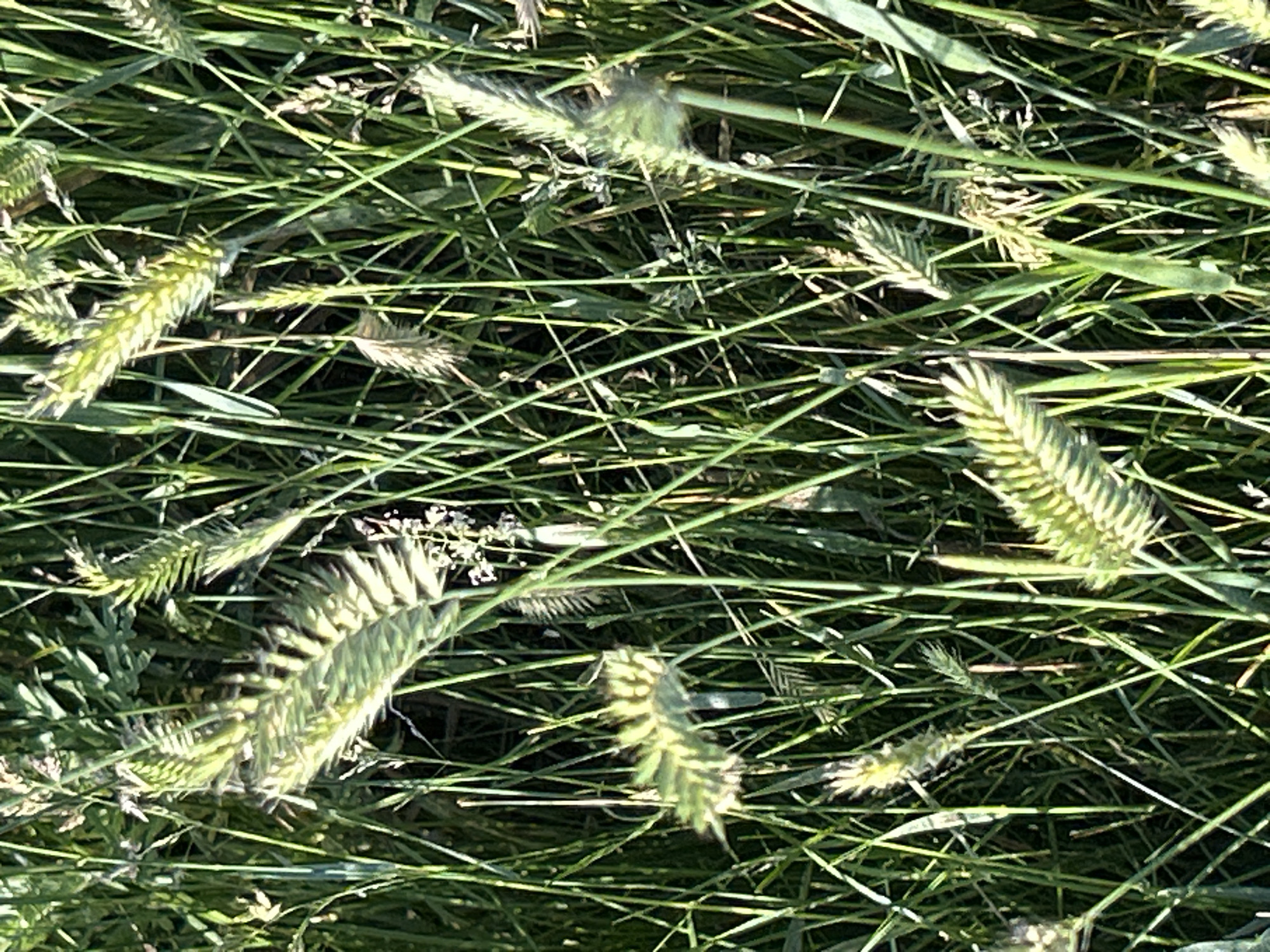 The image shows a close-up view of green grass and seed heads in a field. The grass is lush and varied in height, with some stalks bending and others standing upright. Several seed heads, characterized by their feathery or spiky appearance, are visible throughout the frame, varying in color from light green to pale yellow. The lighting suggests it is daytime, with sunlight illuminating parts of the foliage and creating shadows. The background is a dense tapestry of green stems and leaves, obscuring any distant details. This scene is consistent with a natural outdoor environment, potentially a meadow or field in Matraevo, Russia. There are no people or animals present in the image, and no discernable actions or interactions are taking place. The focus is solely on the natural growth of the vegetation.