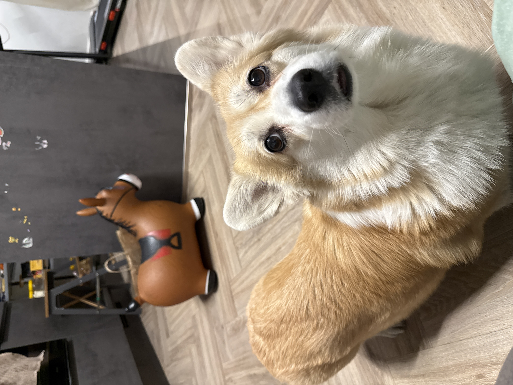 A Welsh Corgi dog with white and fawn-colored fur is the central subject of the image, looking directly at the camera with a curious and attentive expression. Its head is slightly tilted, and its dark eyes are wide and focused. The dog's mouth is slightly open, revealing a glimpse of its tongue.
The dog is situated on a light-toned wooden or laminate floor, which occupies most of the lower and right portions of the frame. In the mid-left background, also on the floor, is a brown toy rocking horse with a black saddle and a red design. Behind the toy and to the left, a dark-colored table or counter is visible. The rest of the background is blurred, showing indistinct household items and what appears to be a wall.
The scene takes place indoors, likely within a home environment. The lighting suggests artificial light, making the time of day indeterminate. The dog's gaze conveys a sense of engagement and inquisitiveness. No visible text is present in the image. The overall impression is a charming and intimate portrait of a pet in a domestic setting.