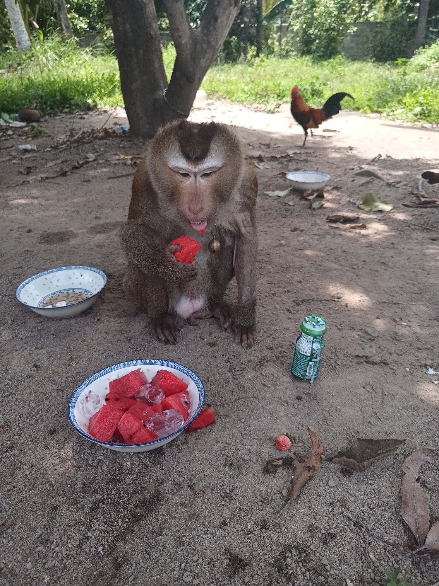 A monkey sits on the ground in ตำบลเกาะพะงัน, Thailand, eating a piece of watermelon. A bowl of watermelon pieces and ice sits near the monkey. A bottle of drink stands upright next to the bowl. Other items include a bowl containing an unknown substance and a red rooster.