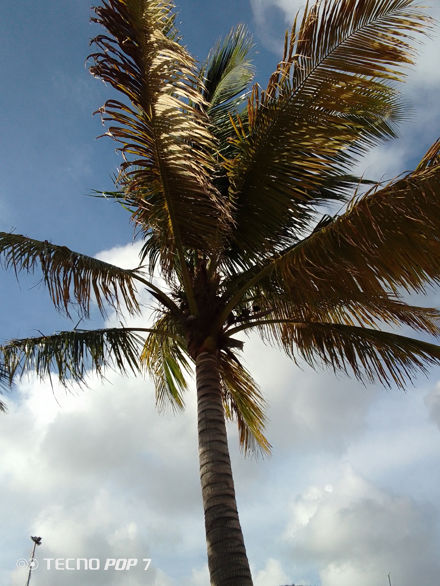 The image shows a palm tree against a backdrop of blue sky with white and gray clouds. The tree's trunk is visible from its base to the point where the fronds emerge. The fronds are a mix of green and brown, and some appear to be drying out or dead. The scene is captured from a low angle, looking upwards at the tree. There is a street light visible on the lower left corner of the image and the text "TECNO POP 7" is present. It is highly likely that the location is Pedro González, Venezuela, considering the request.