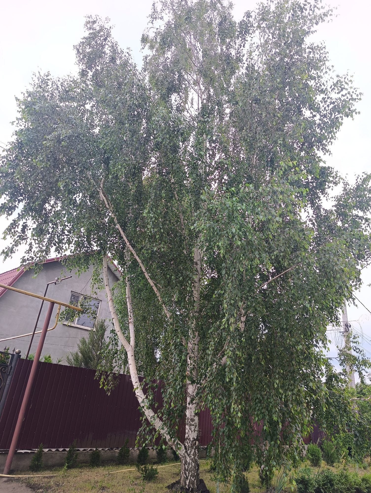 The image, captured in Mayaky, Ukraine, displays an outdoor scene featuring a large, multi-trunked birch tree centrally located and extending towards the right. The tree presents distinct white and grey bark with a dense canopy of green, ovate leaves, suggesting a late spring or summer season. In the left background, a portion of a two-story house is visible, characterized by a grey-finished exterior and a reddish-brown gabled roof. A single white-framed window is discernible on the house's visible wall. A dark brown corrugated metal fence stretches horizontally across the midground on the left. The ground in the foreground is sparsely covered with grass and features several small, conical evergreen shrubs planted in a linear arrangement along the fence's base. A yellow garden hose is loosely coiled on the ground near the bottom left. Two brown metal poles, one vertical and another diagonal, are present on the left side, possibly part of a gate structure or support. On the far right, a utility pole with associated wiring is partially obscured by the birch tree's foliage. The sky above is uniformly overcast and light grey, indicating diffused daylight. No individuals or discernible actions are depicted in the scene.