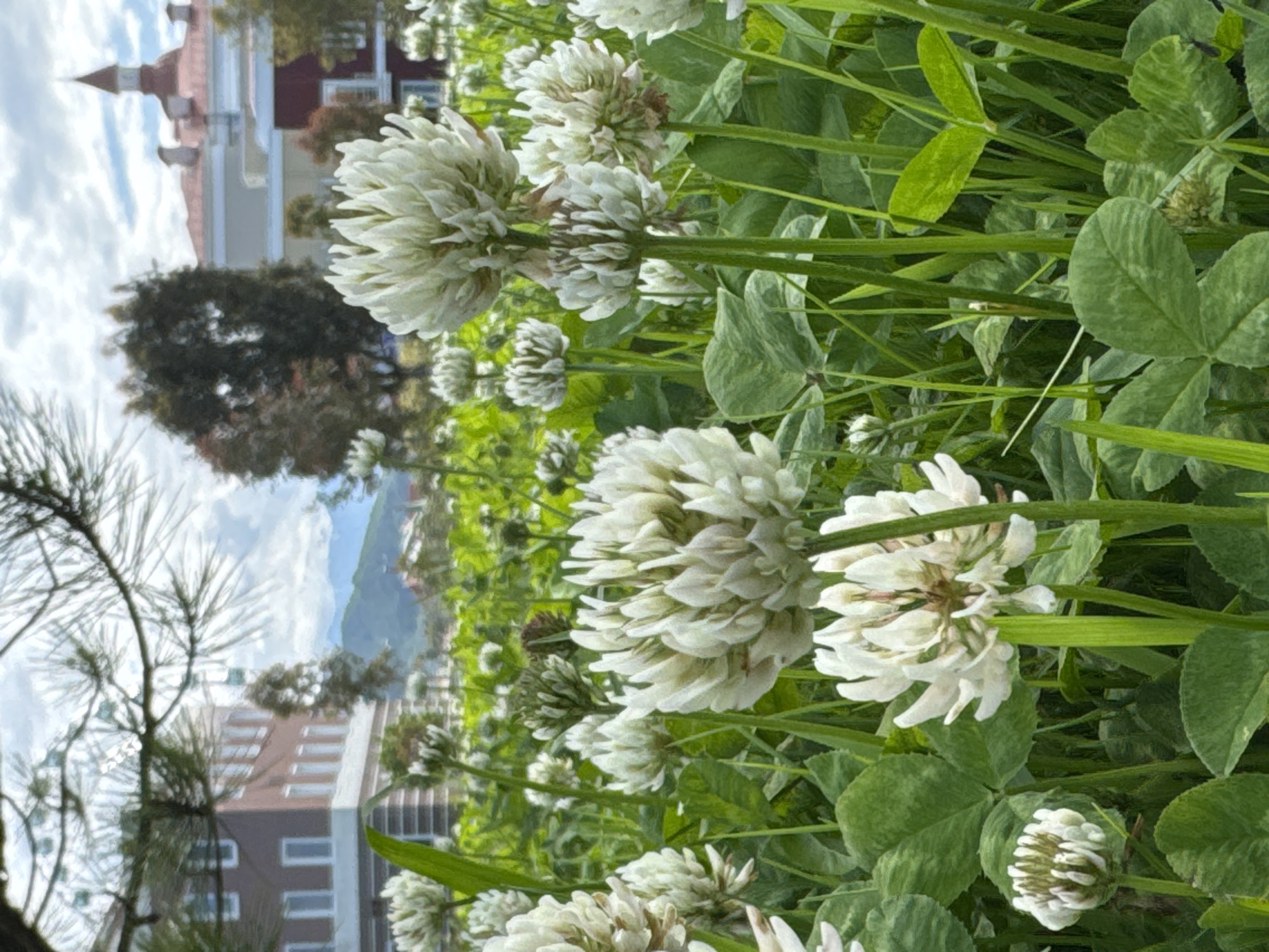 The image depicts a field of white clover flowers in bloom. The flowers are in the foreground, with some blurred vegetation including what appears to be pine needles. In the background, there is a glimpse of a town with buildings, trees, and a cloudy sky. The image is taken from a low angle, emphasizing the clover flowers. It is not possible to ascertain from this photo if it is taken in the city of Sirius, Russia.